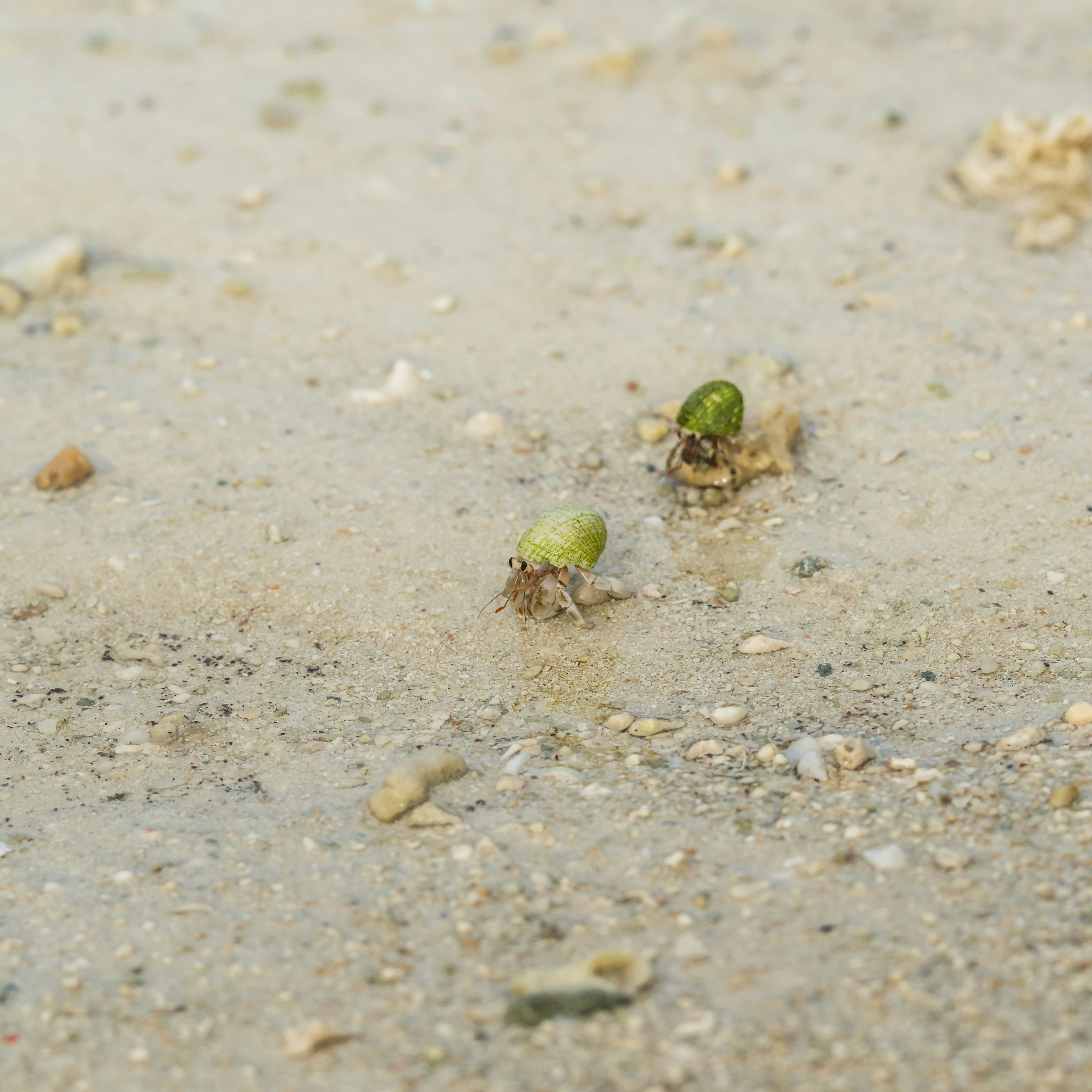 Tunas hijau kecil muncul dari pantai berpasir