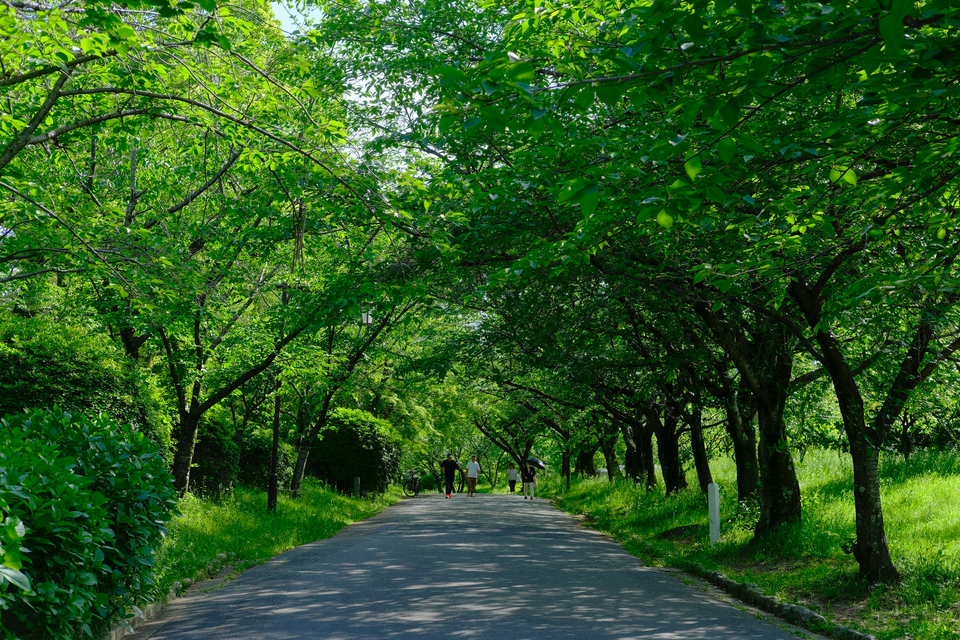 緑豊かな木々に囲まれた静かな道路