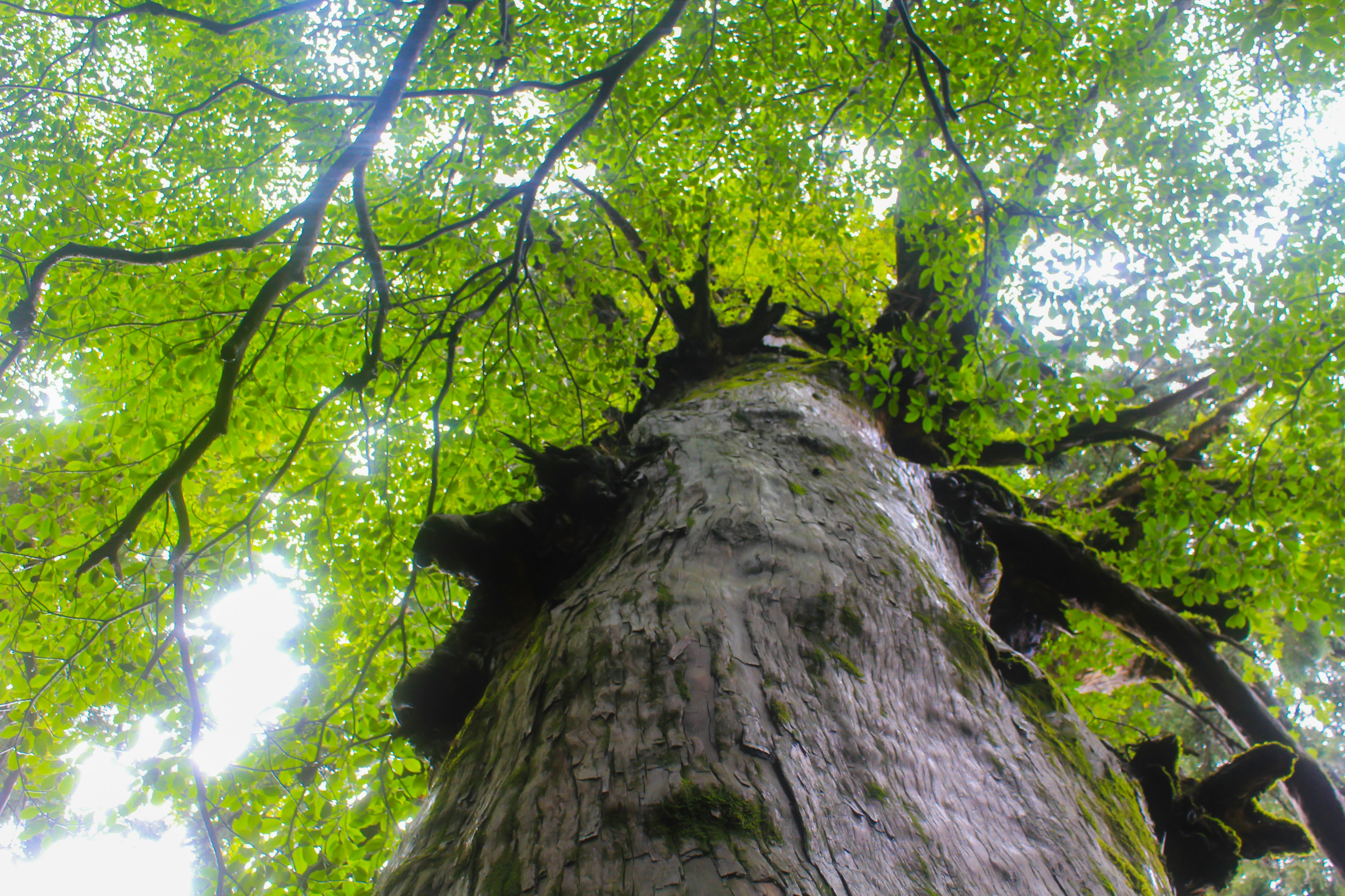 Vue en regardant vers le haut d'un tronc d'arbre avec des feuilles vertes luxuriantes au-dessus