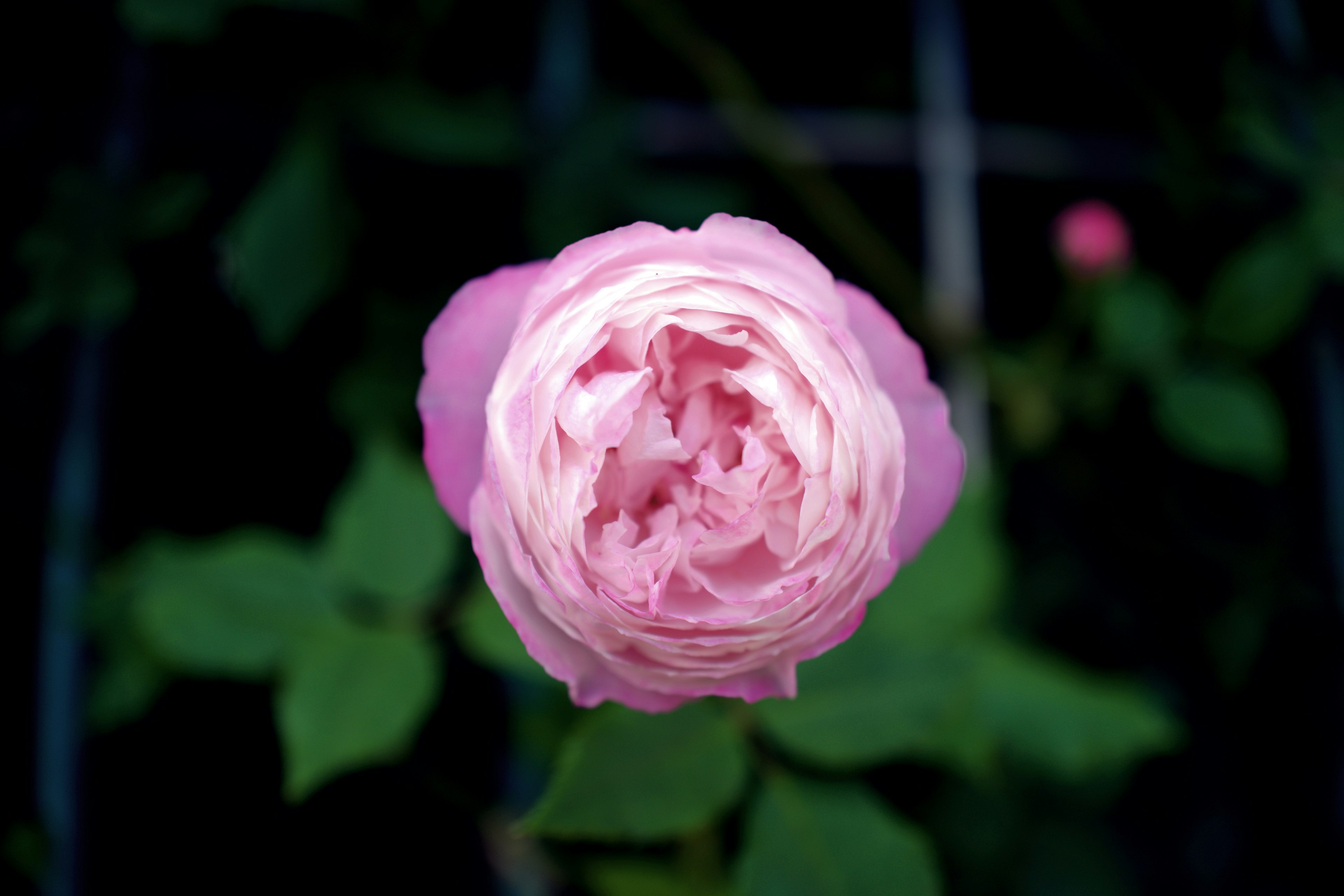 Una hermosa flor de rosa rosa vista desde arriba