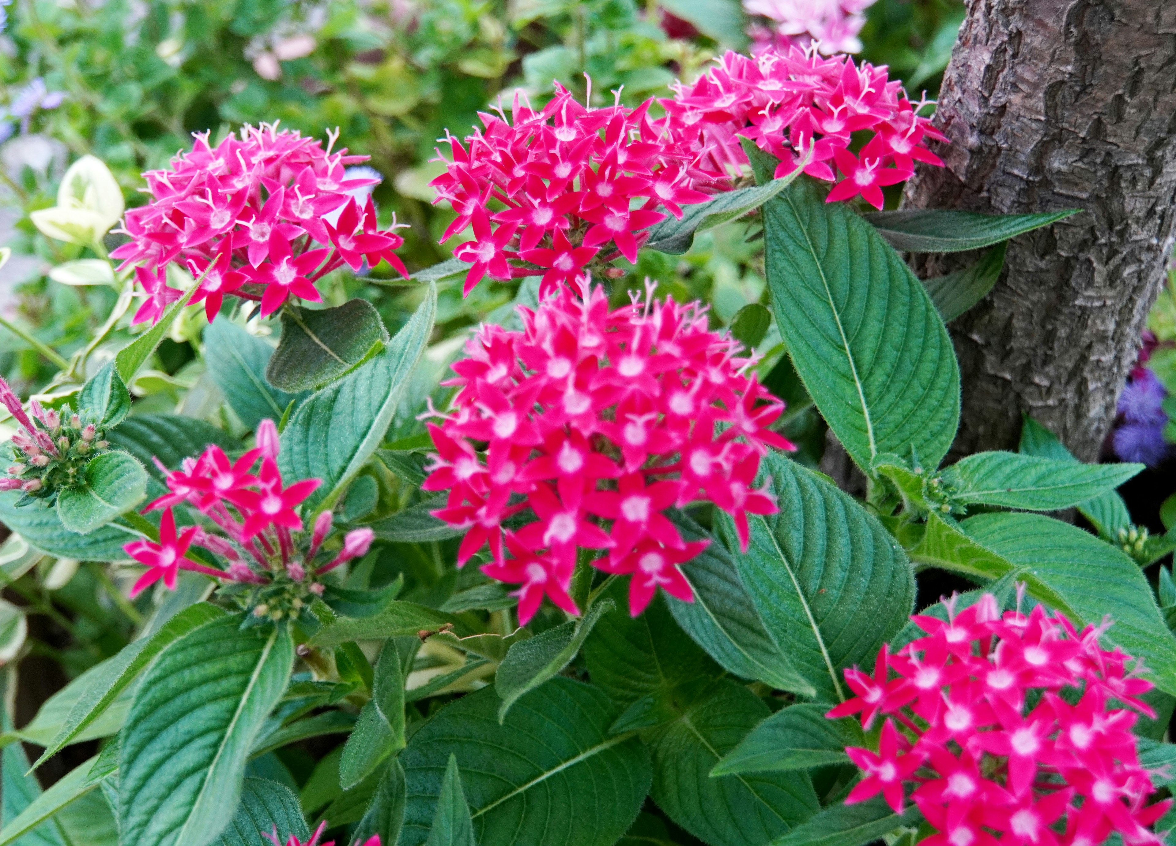 Primo piano di fiori rosa vivaci raggruppati su una pianta