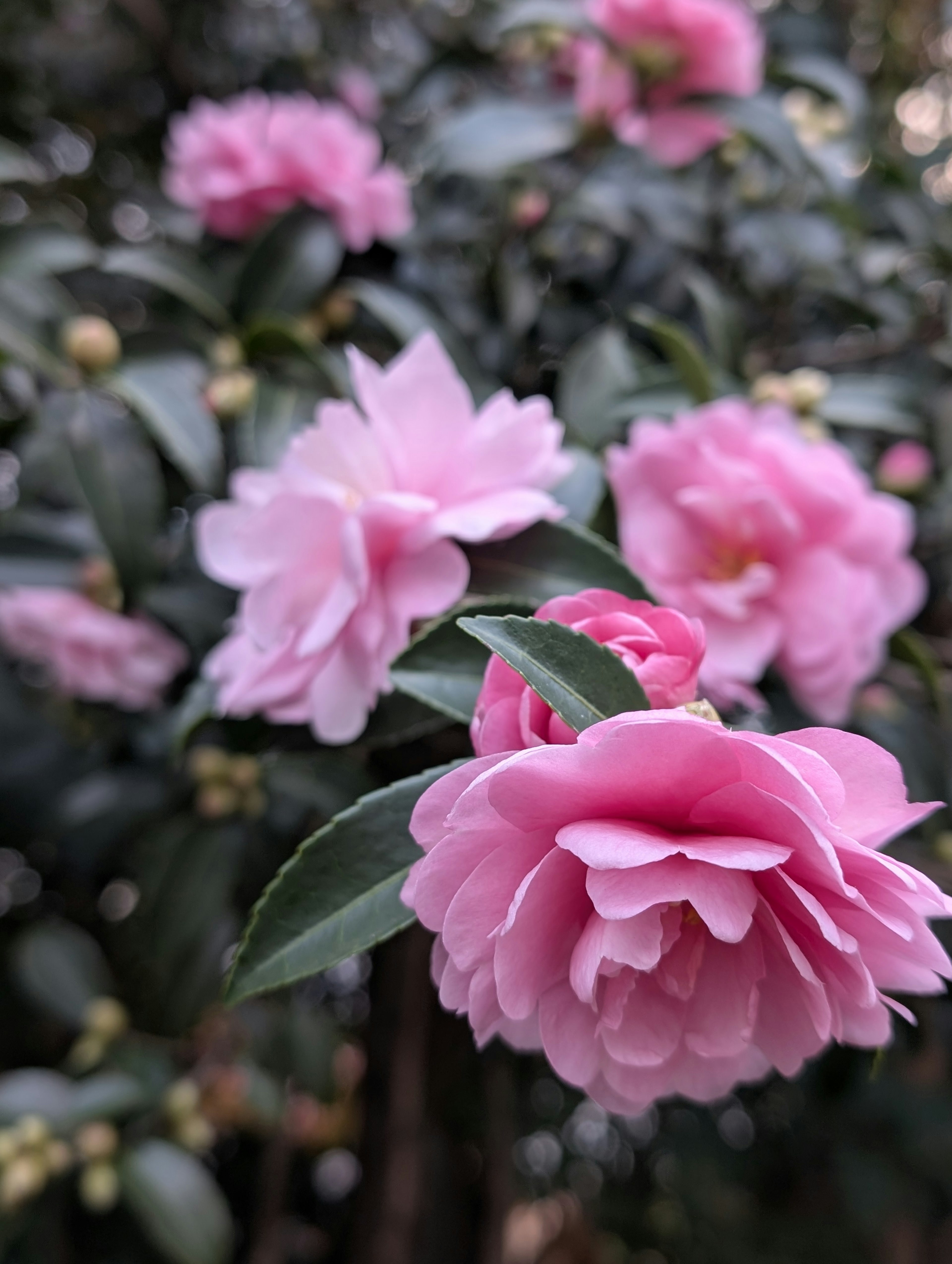 Fleurs de camélia roses en fleurs sur fond de feuilles vertes