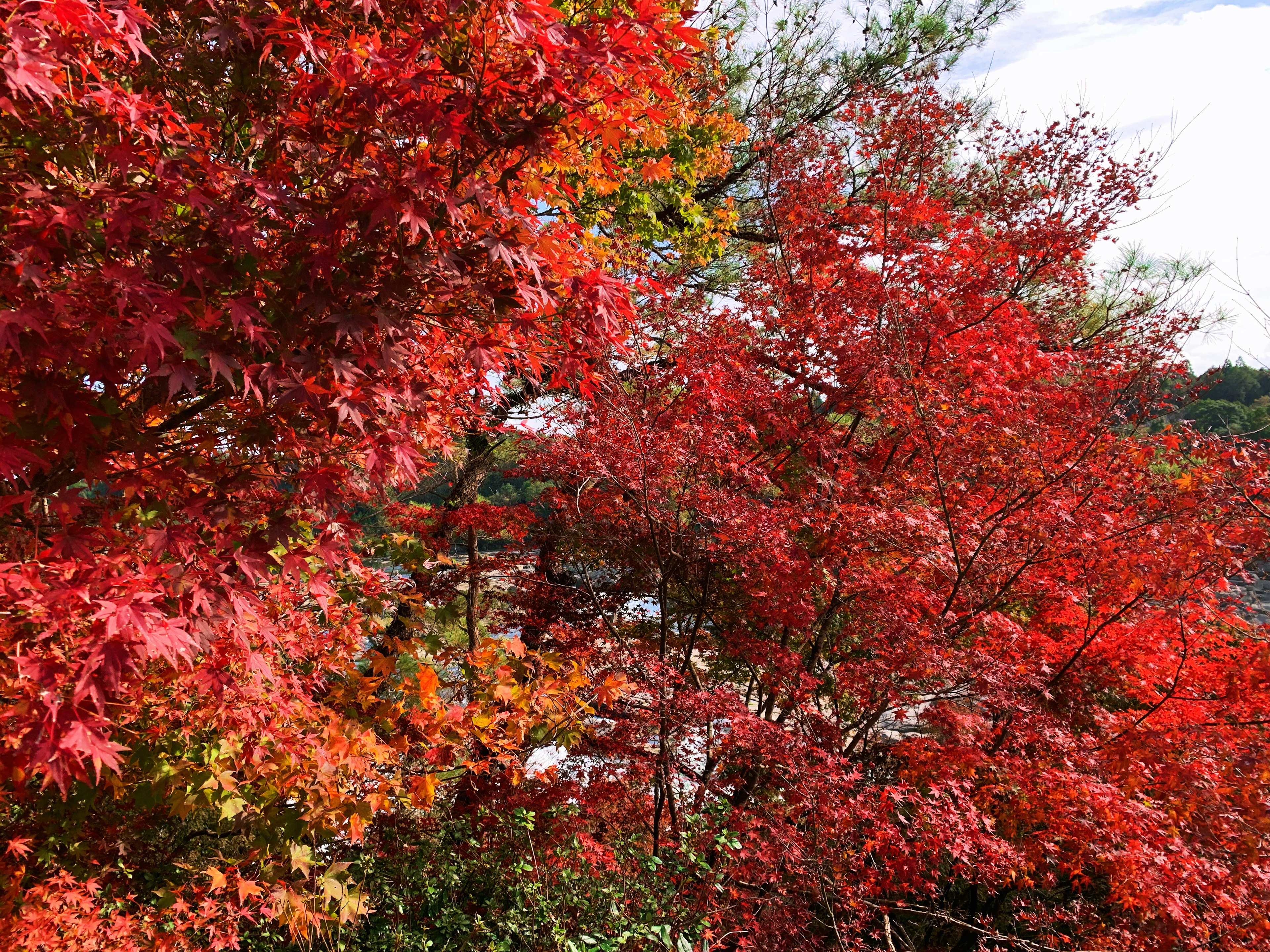 Vibrant red and orange autumn leaves creating a scenic view