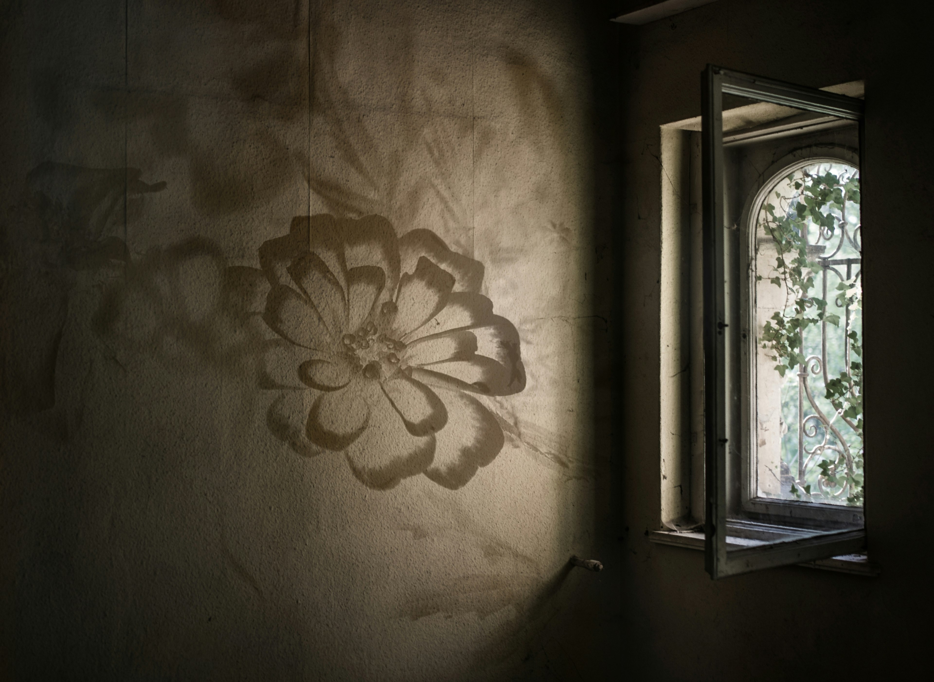 Una pared con una sombra de flor proyectada por una ventana