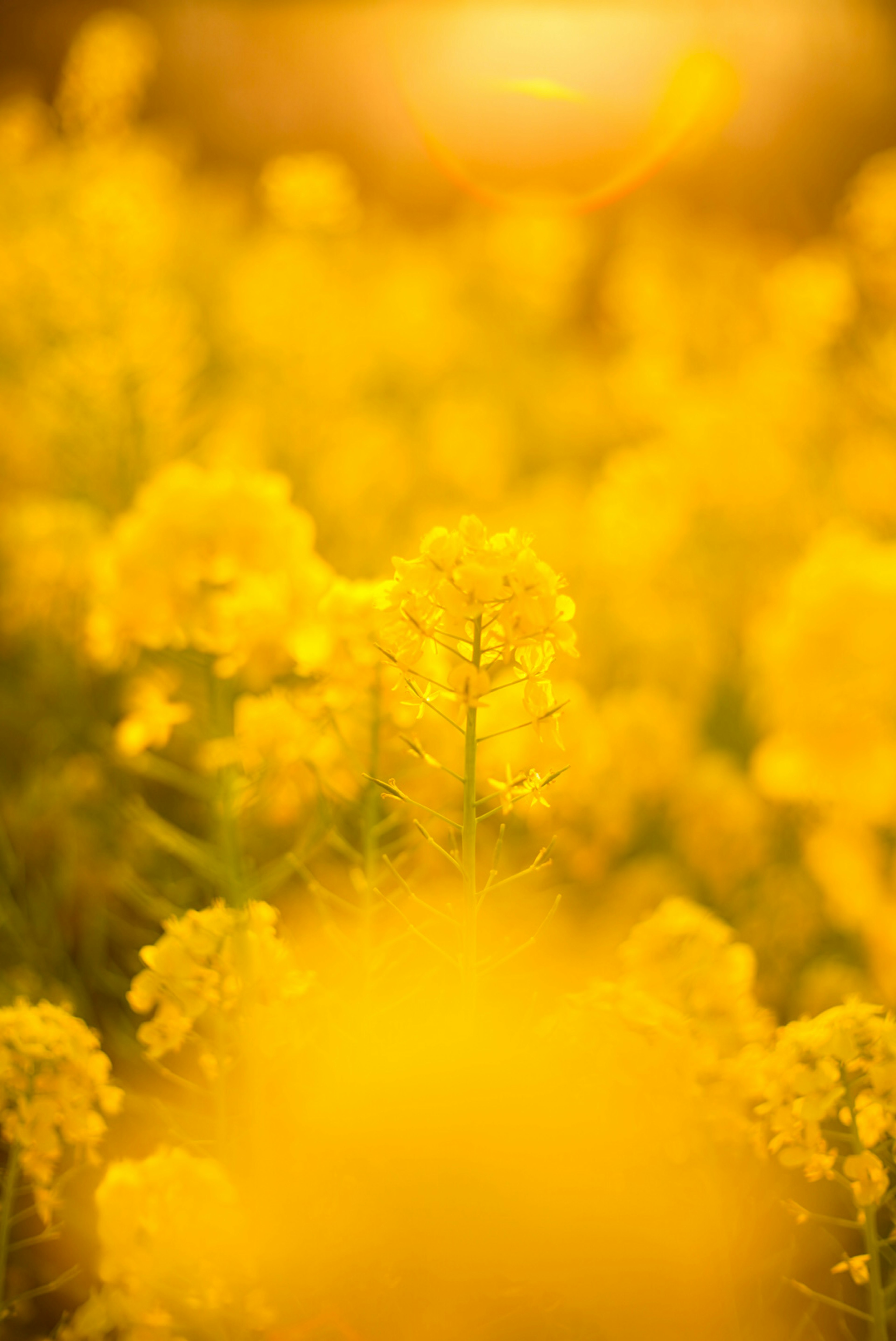 Photo en flou doux d'un champ de fleurs jaunes