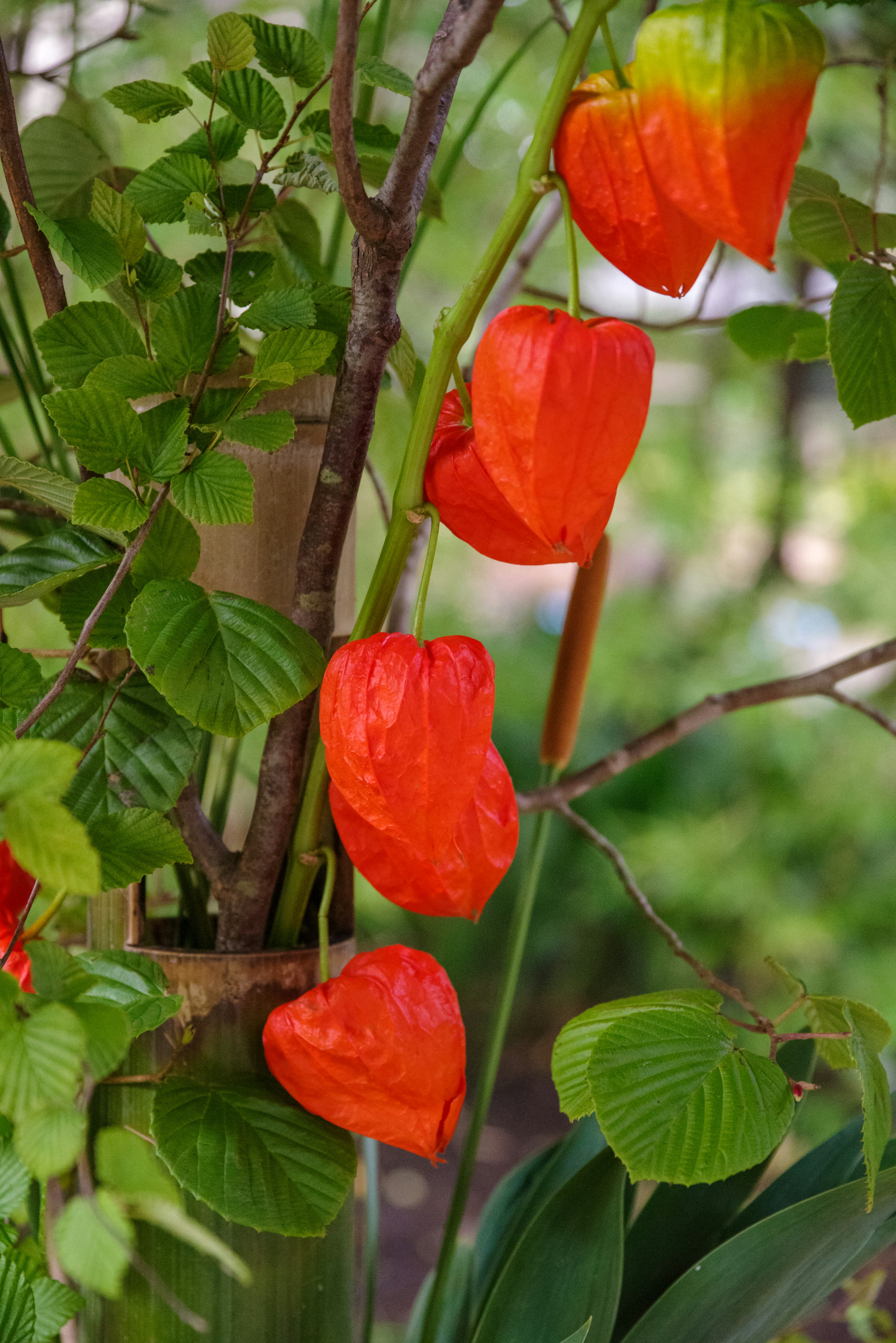 Bright red heart-shaped flowers hanging among green leaves