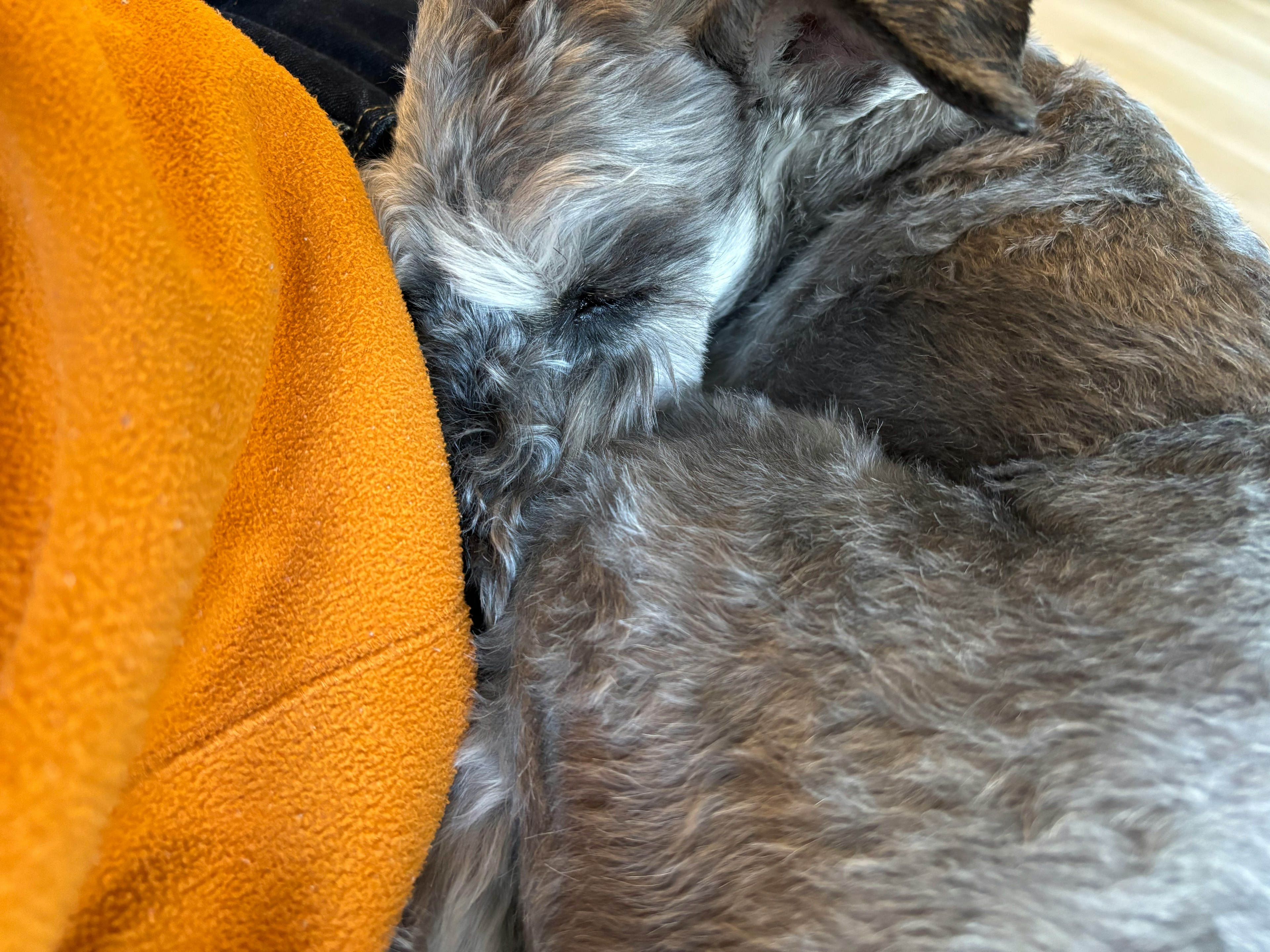 Gray dog cuddling against orange fabric