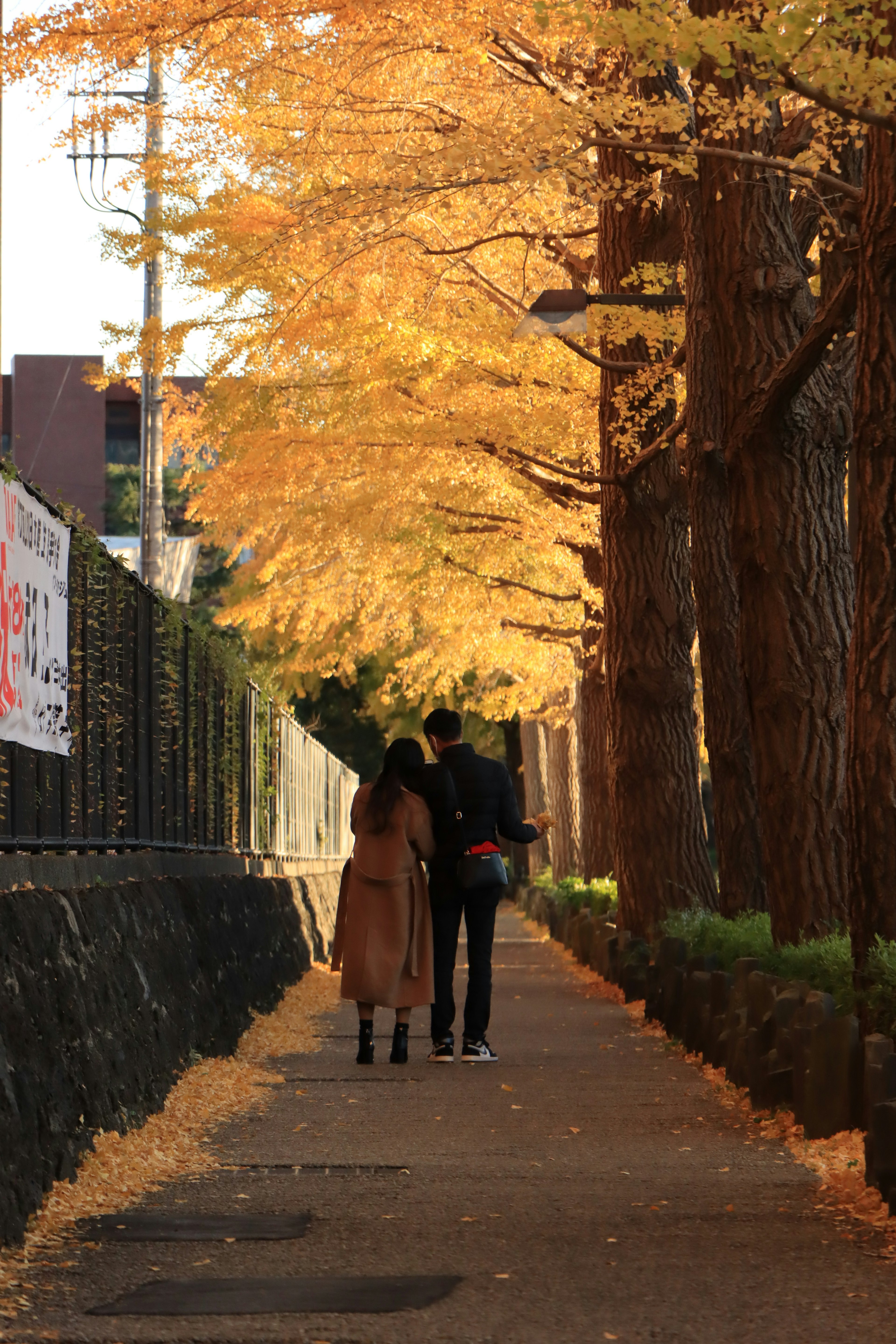 Silhouette di una coppia che cammina lungo un sentiero alberato con alberi di ginkgo dorati