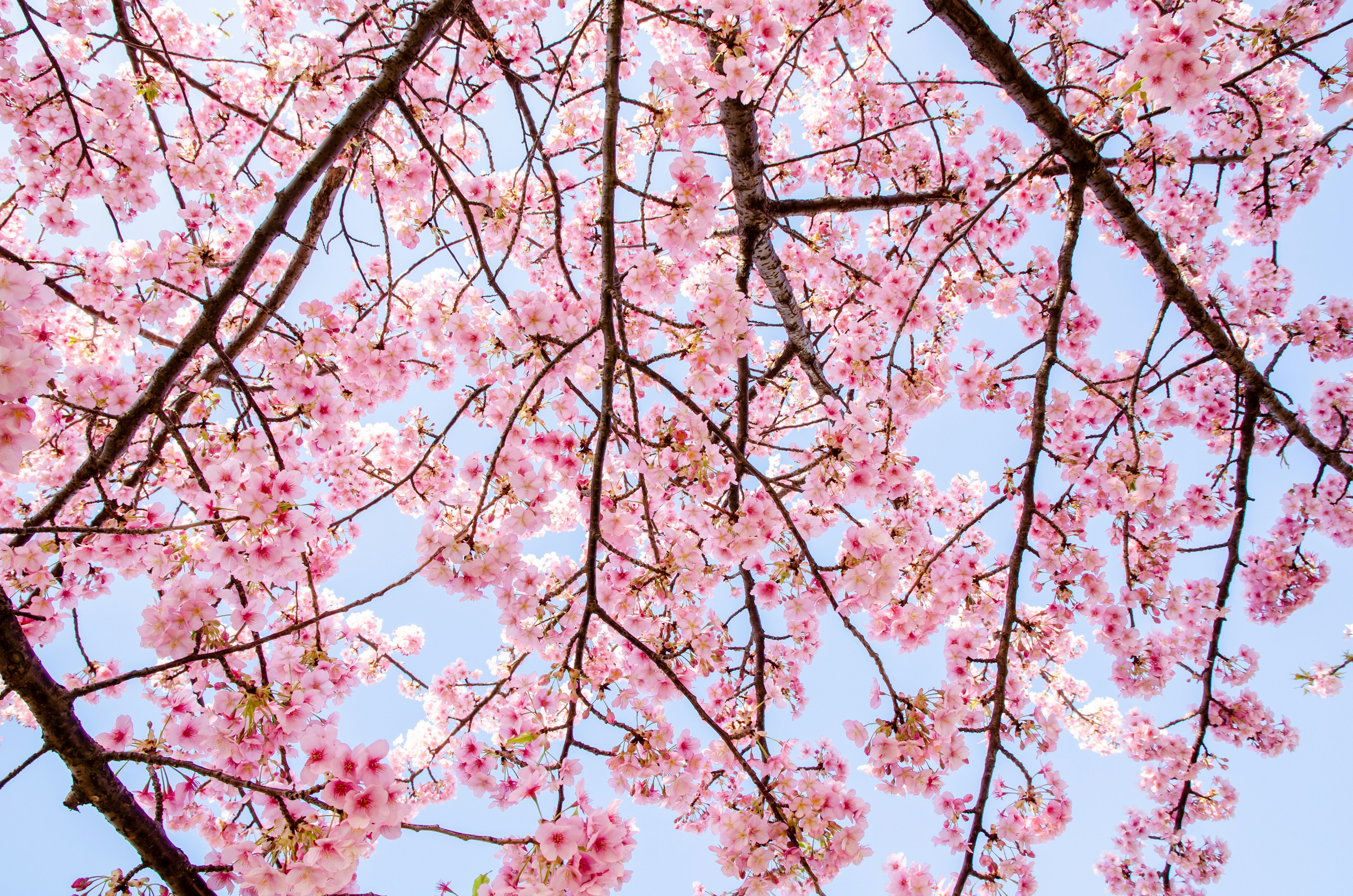 Nahaufnahme von Kirschblüten und Ästen vor blauem Himmel