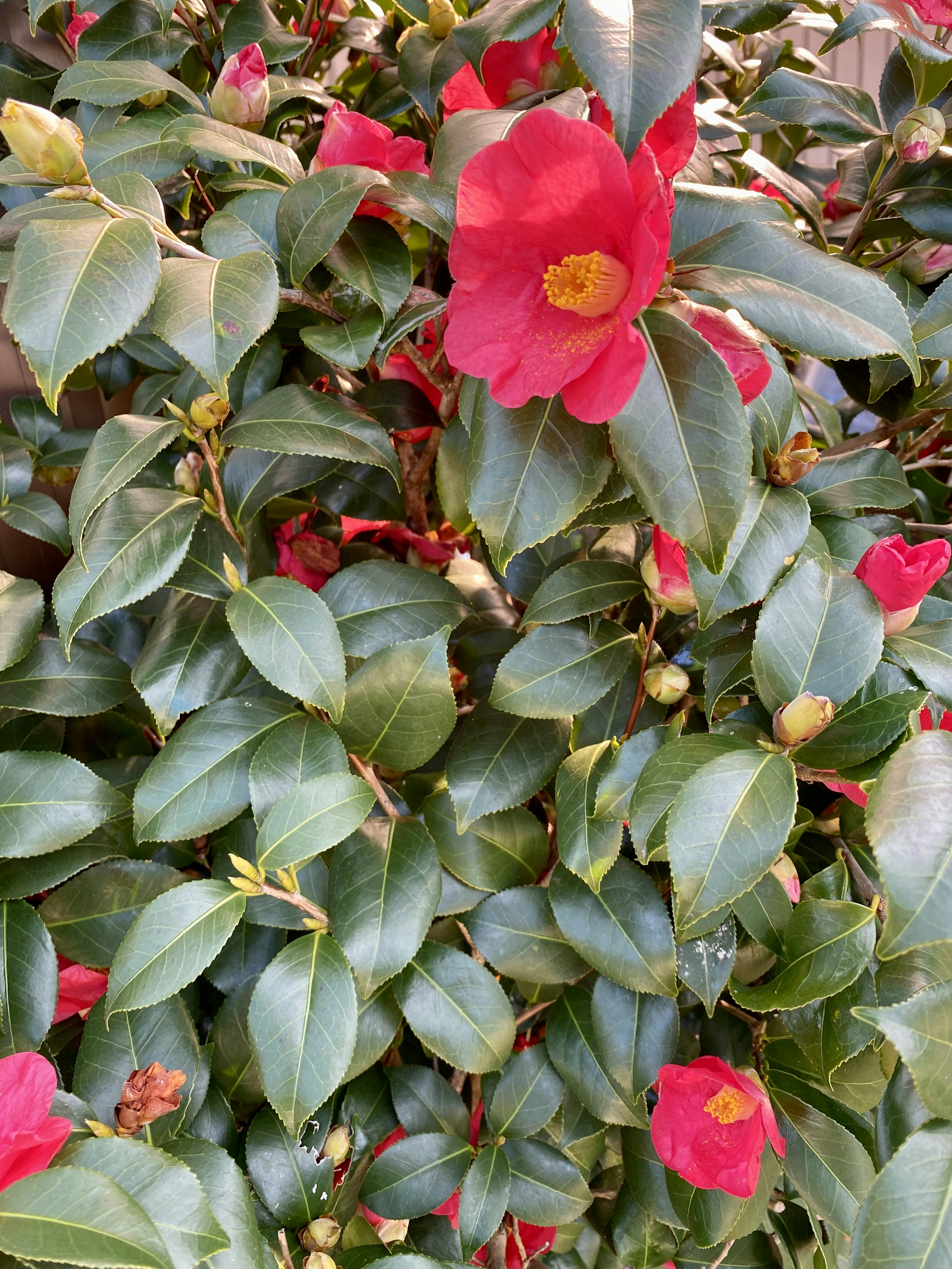 Siepe di camelia con fiori rossi e foglie verdi