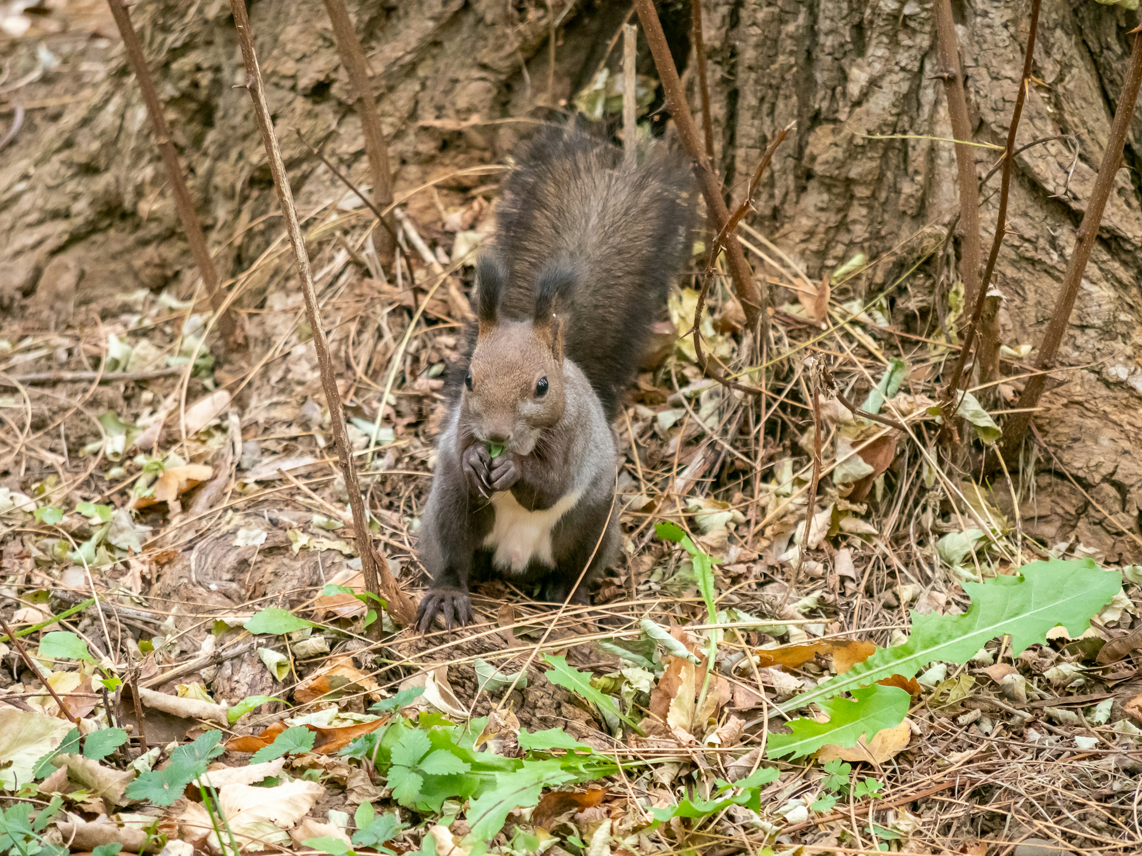 Un écureuil cherchant de la nourriture près de la base d'un arbre