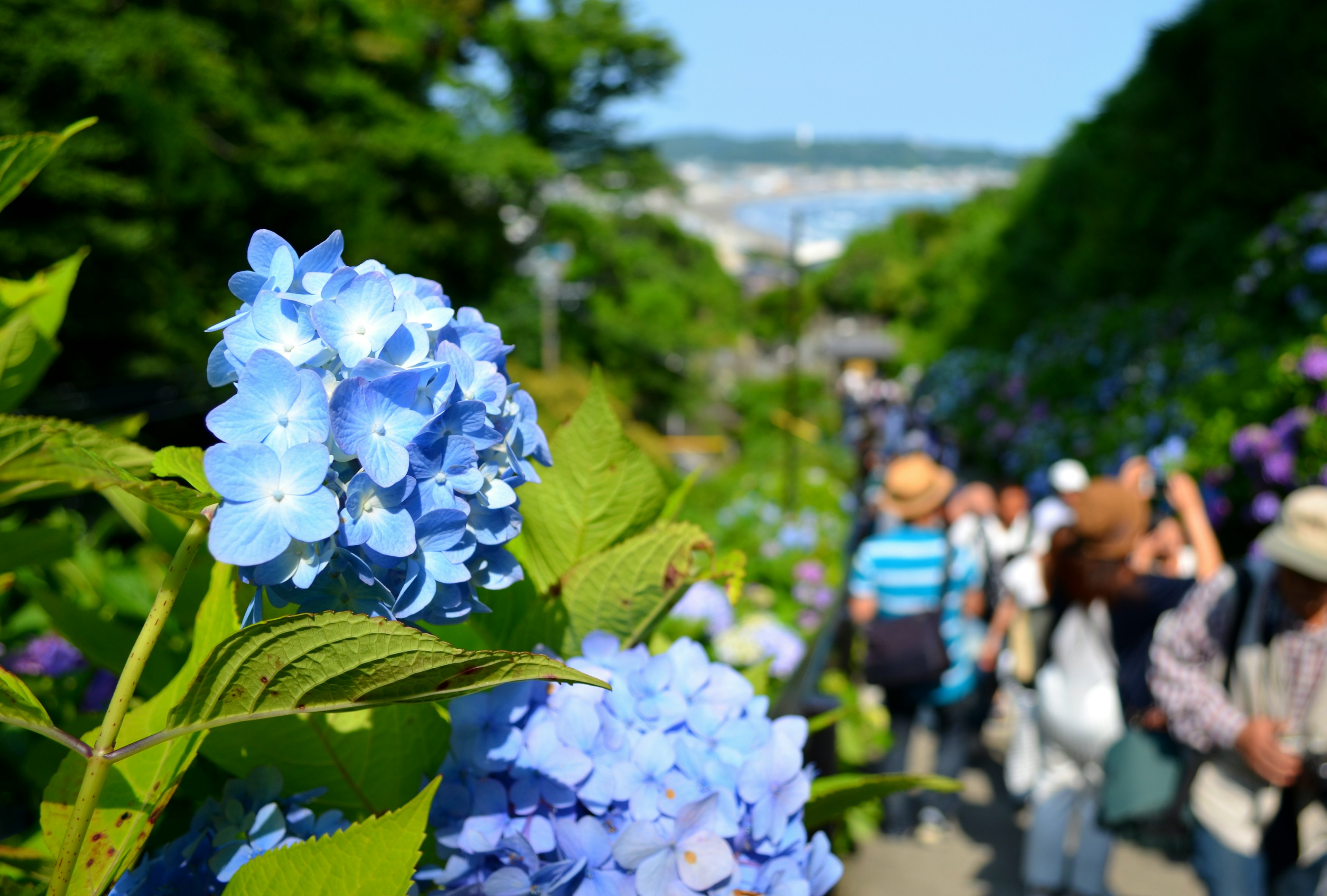 青い紫陽花の花が咲き誇る道を歩く人々の風景