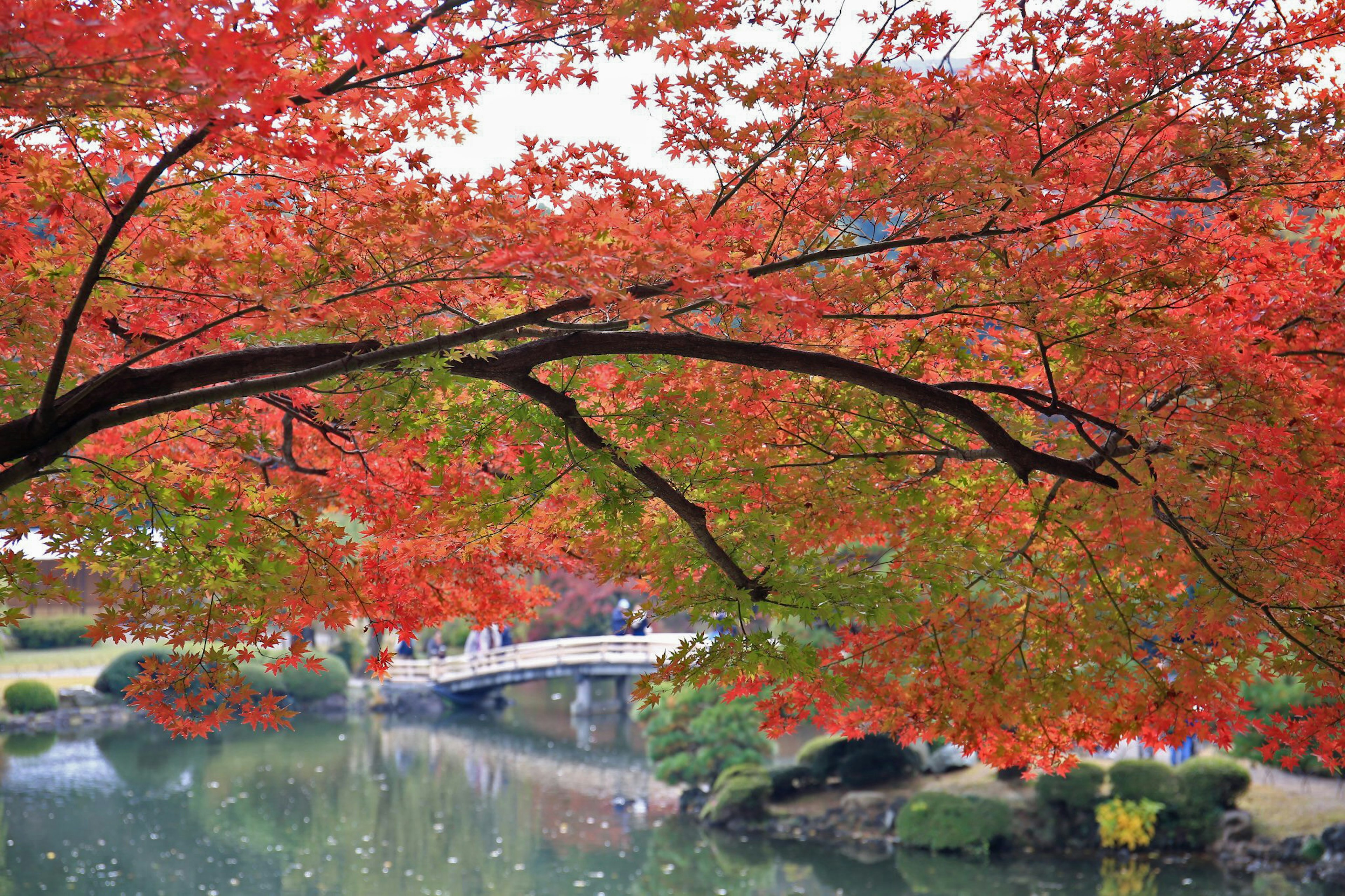 Scenic view of vibrant autumn leaves over a pond with a small bridge