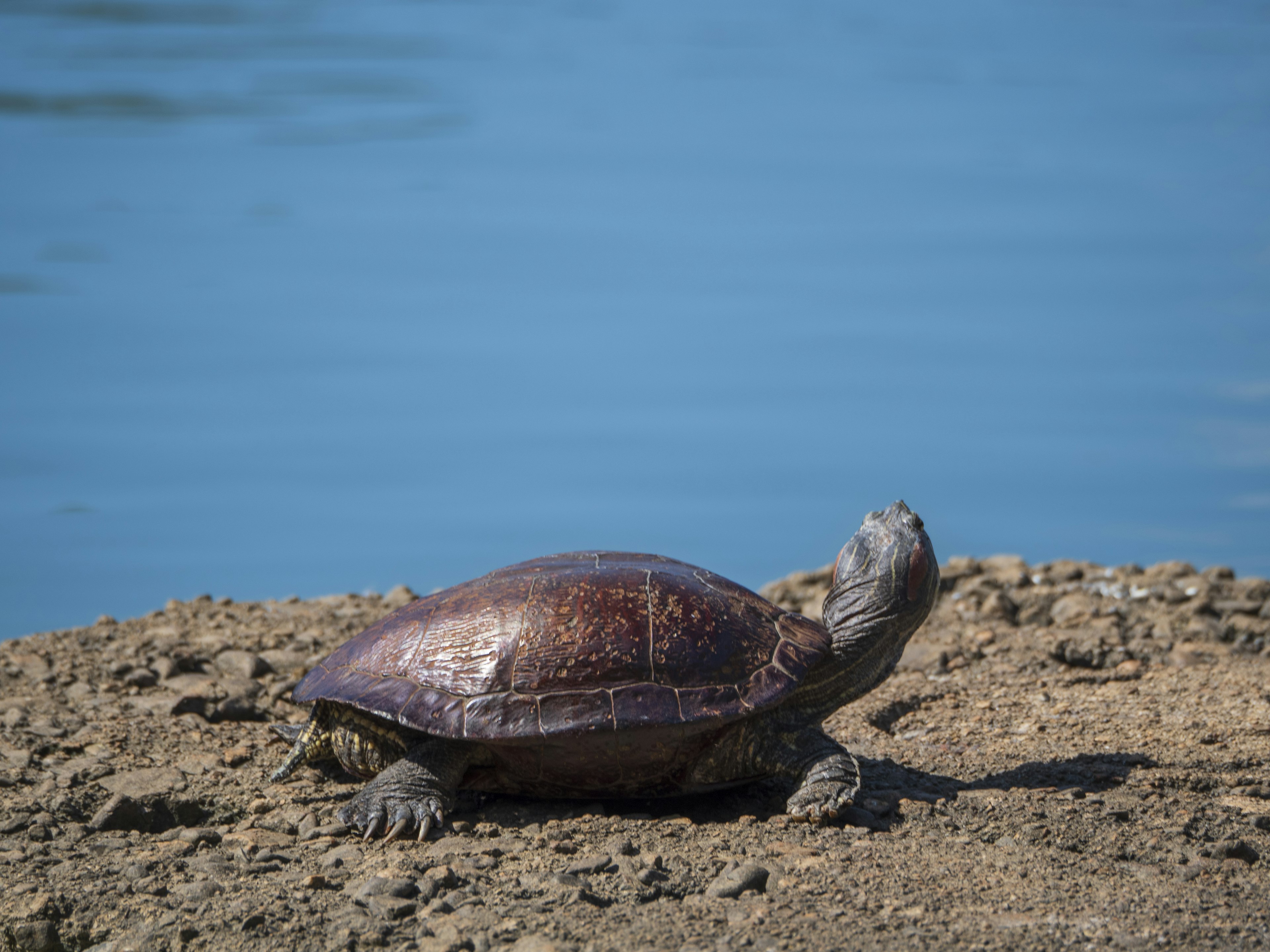 Eine Schildkröte, die am Wasser baskt