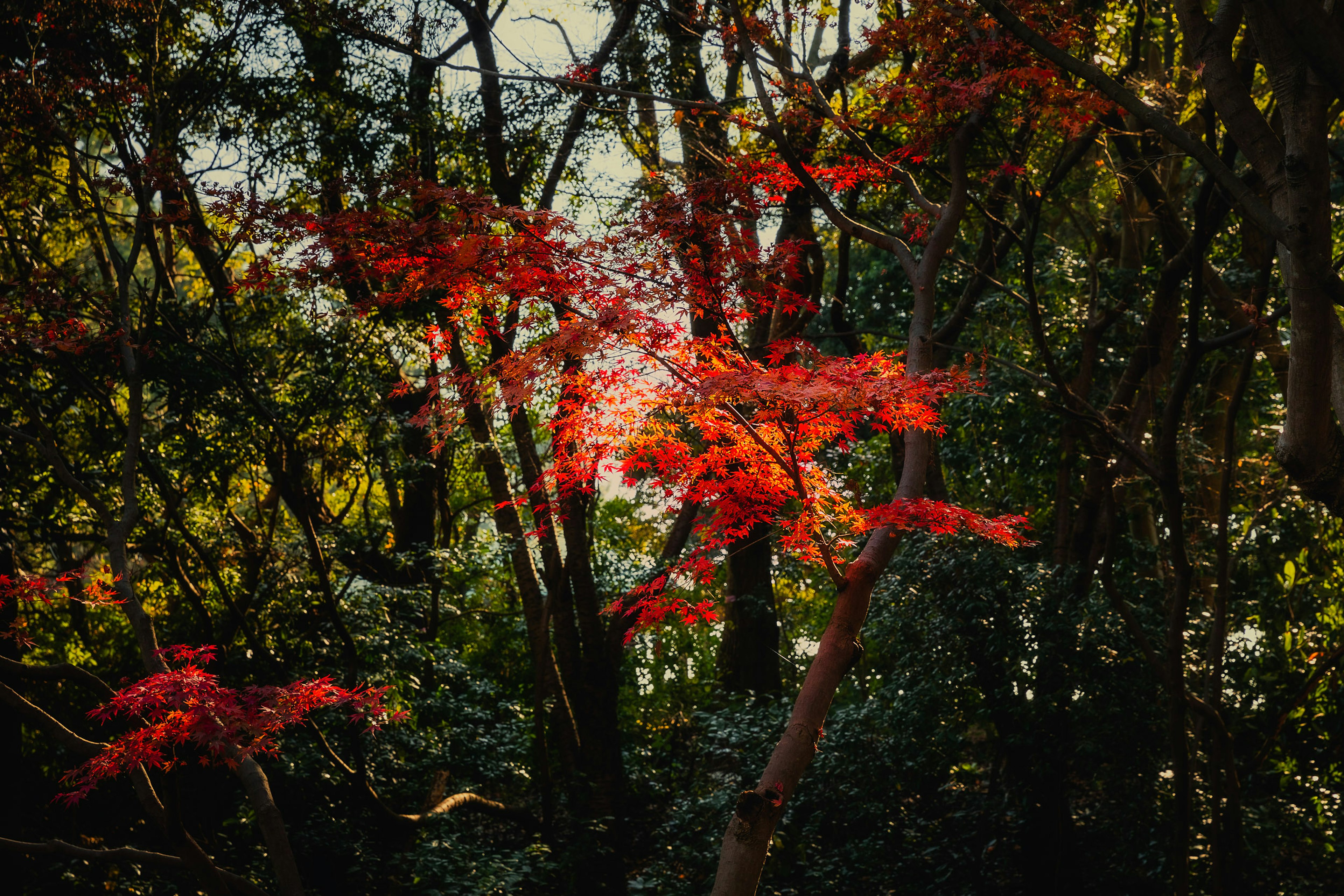 Foglie di acero rosse vivaci spiccano su uno sfondo di foresta verde lussureggiante