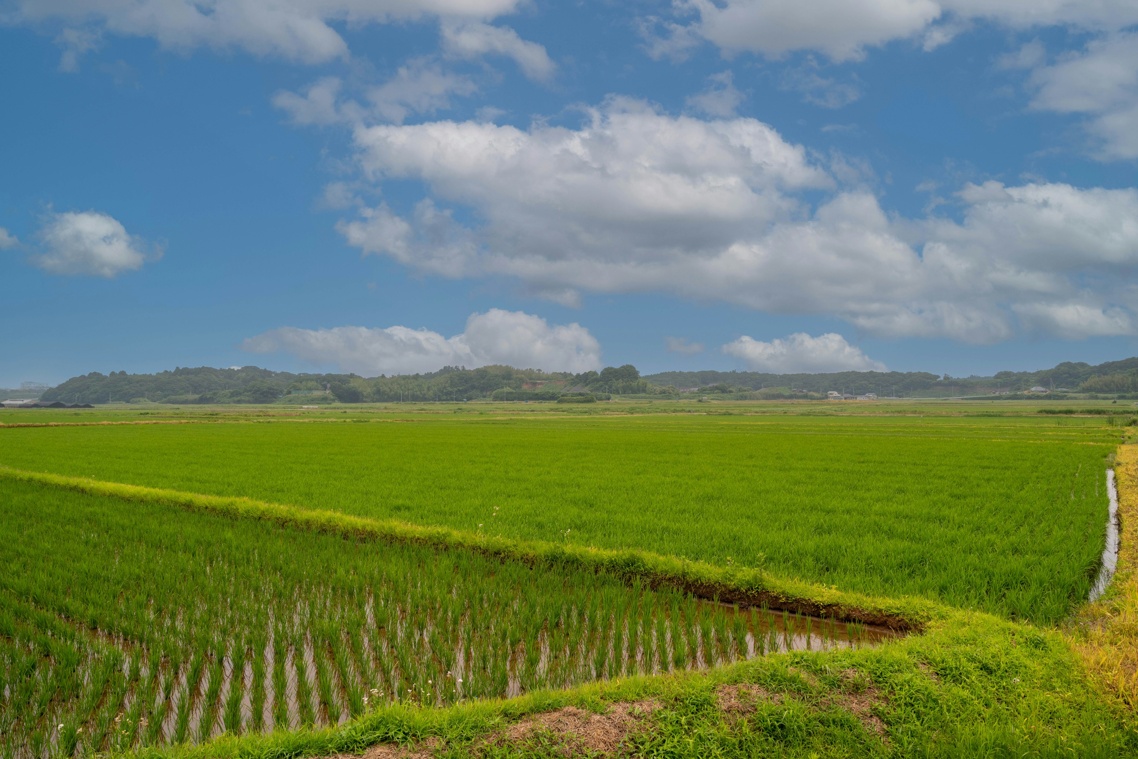 Lush green rice fields under a bright blue sky