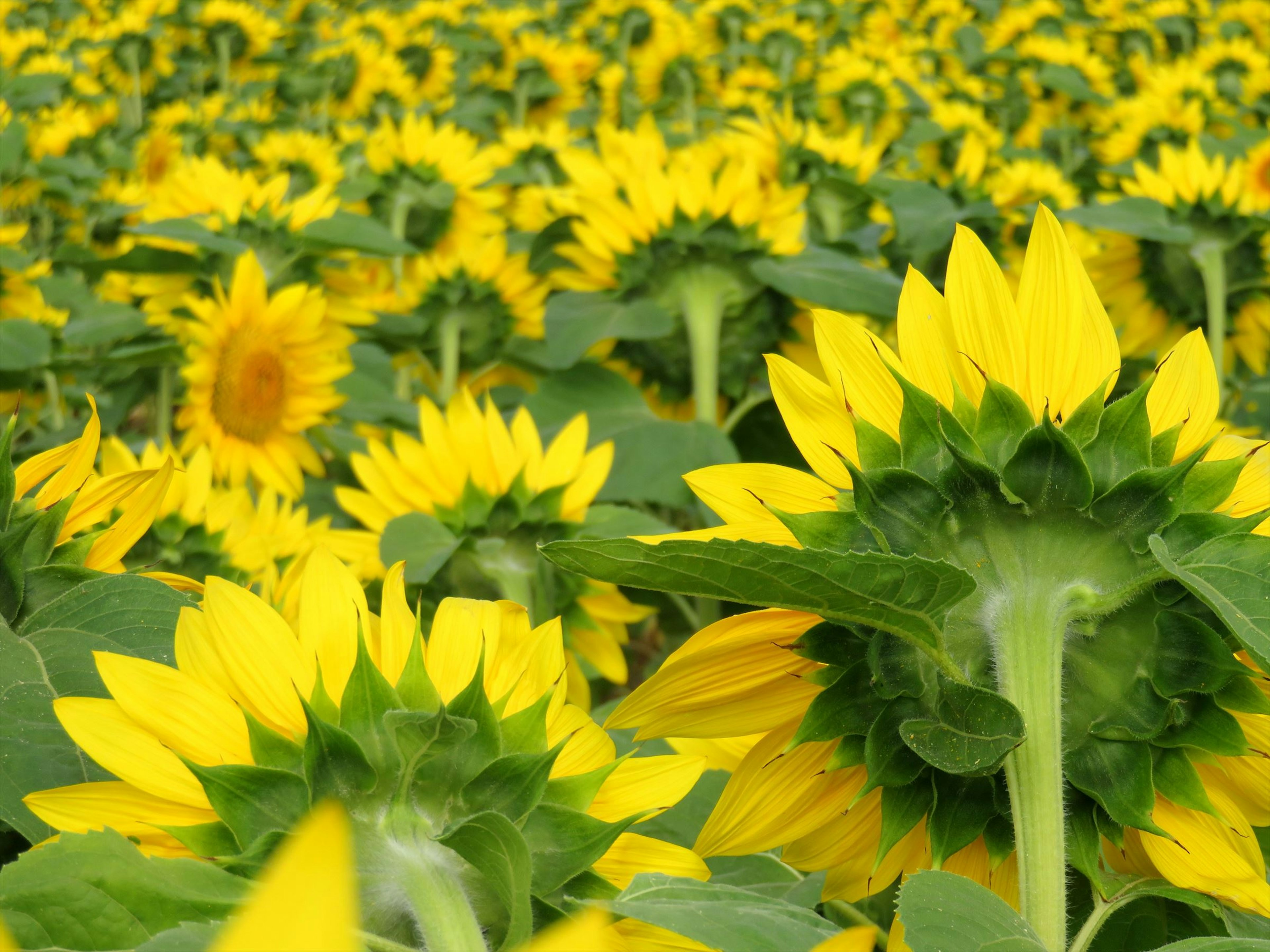 太陽の花畑の鮮やかな黄色いひまわりの群れが広がる