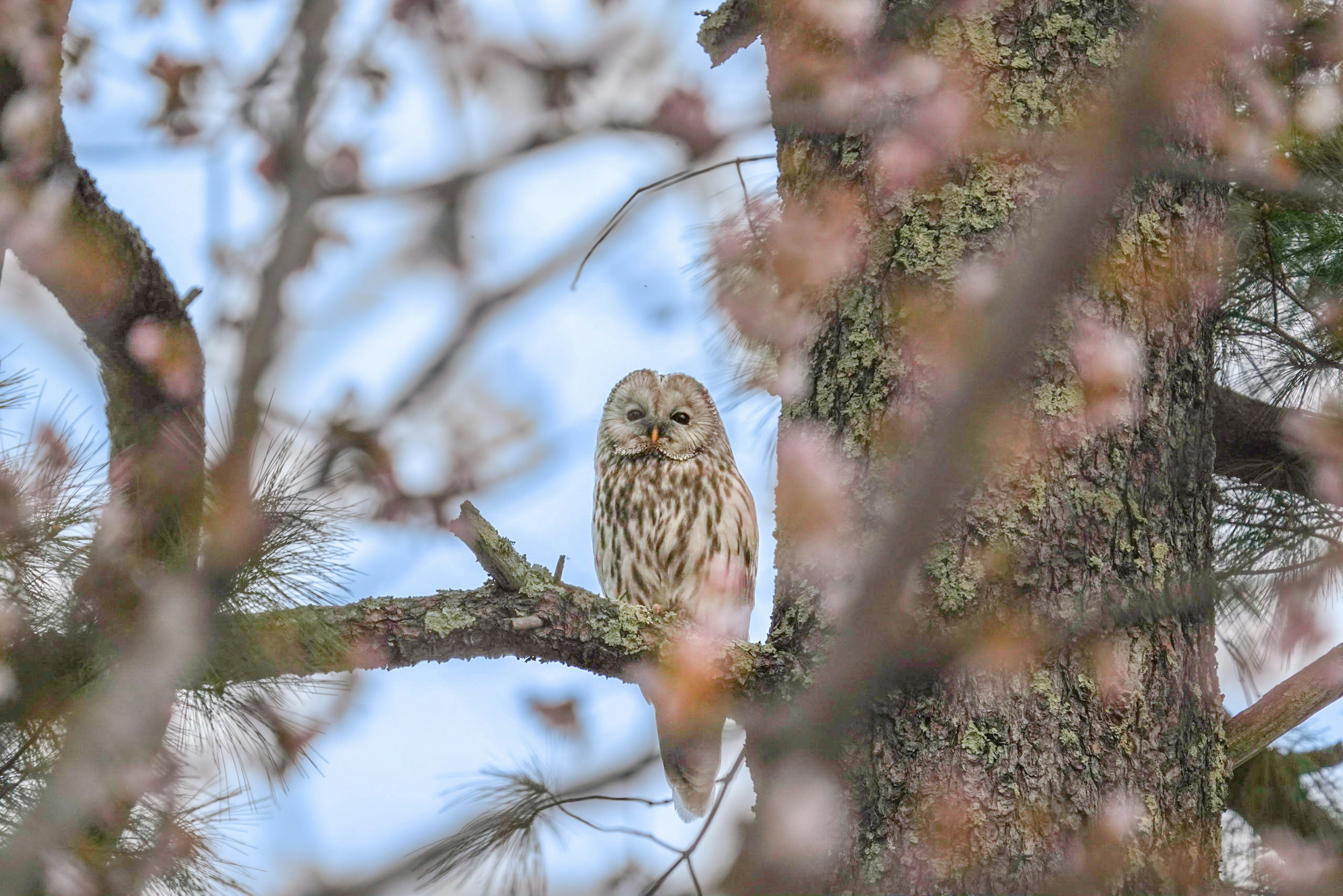 Owl perched on a tree branch surrounded by cherry blossoms