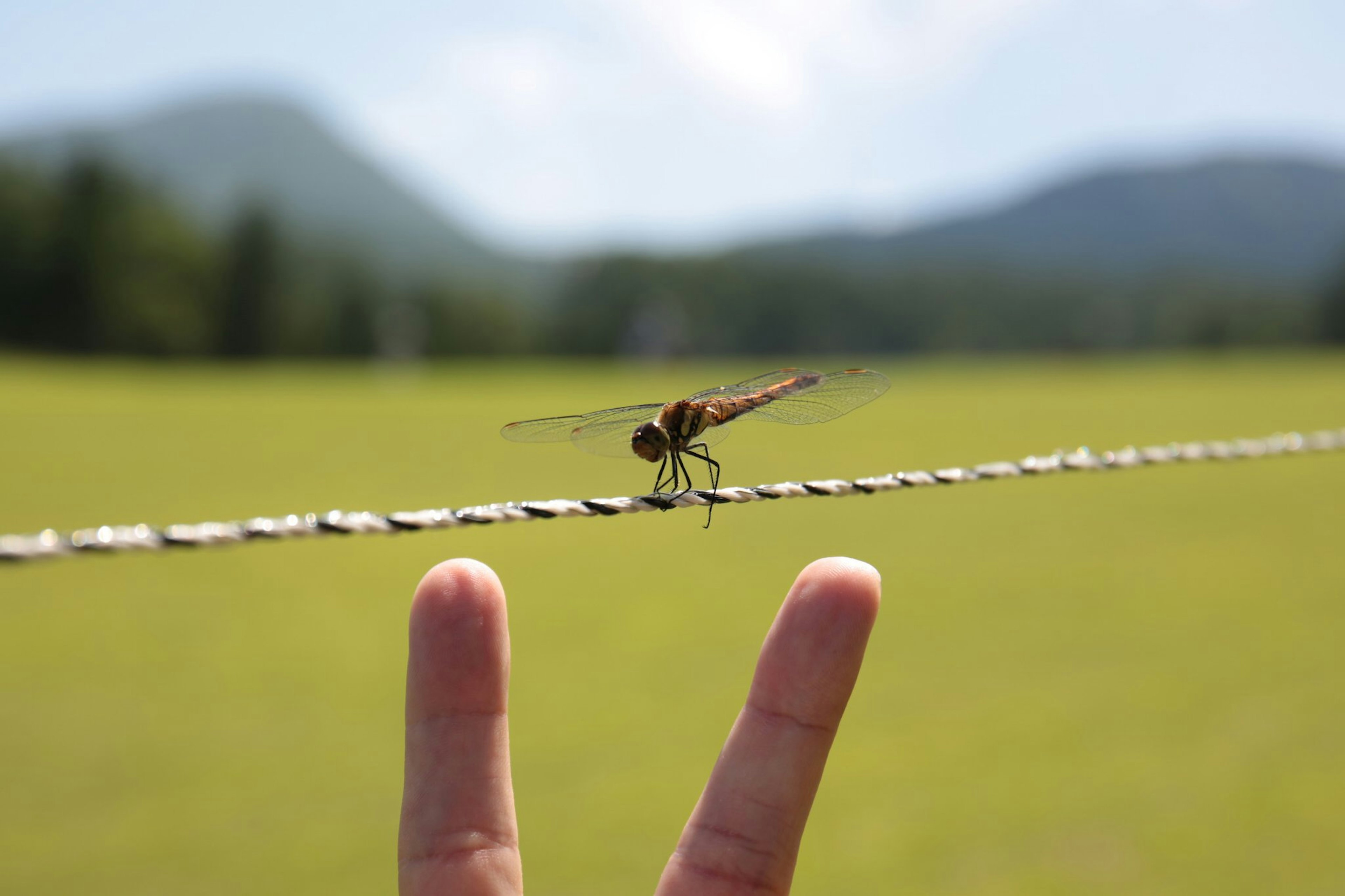 Dragonfly perched between fingers with mountains in the background