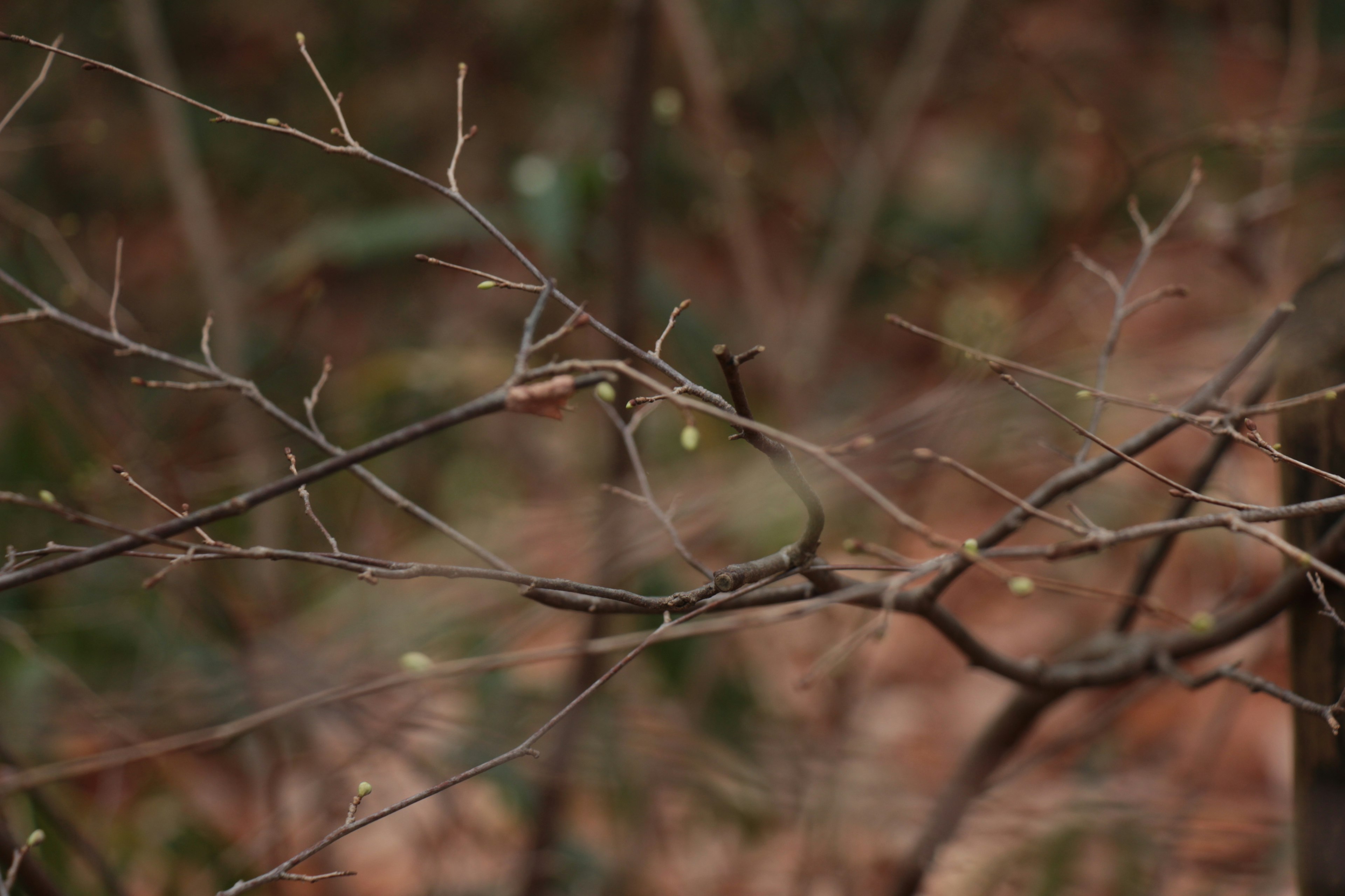 Branches fines sans feuilles dans un cadre naturel couleurs douces et arrière-plan flou