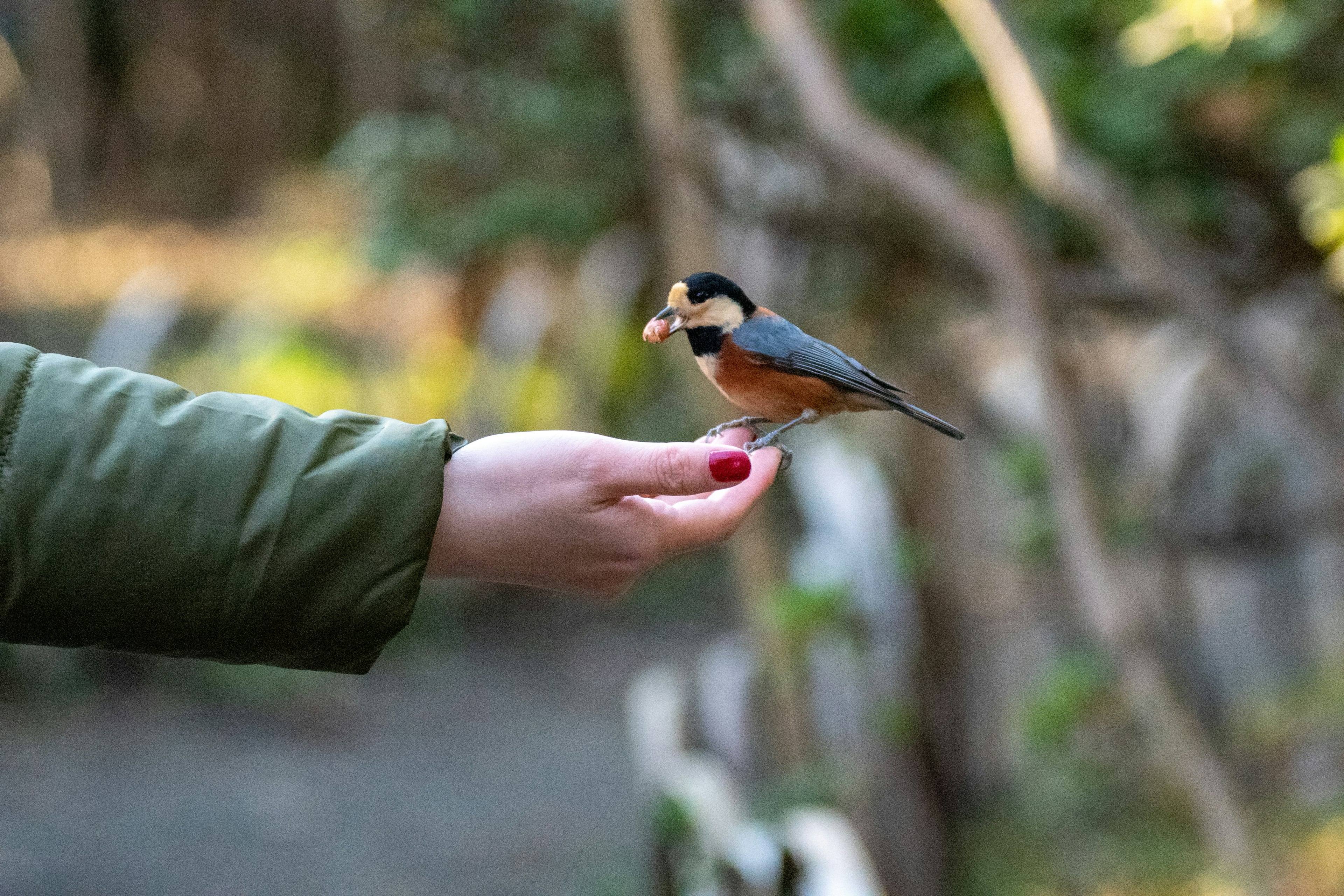 A bird perched on a person's hand with a natural background