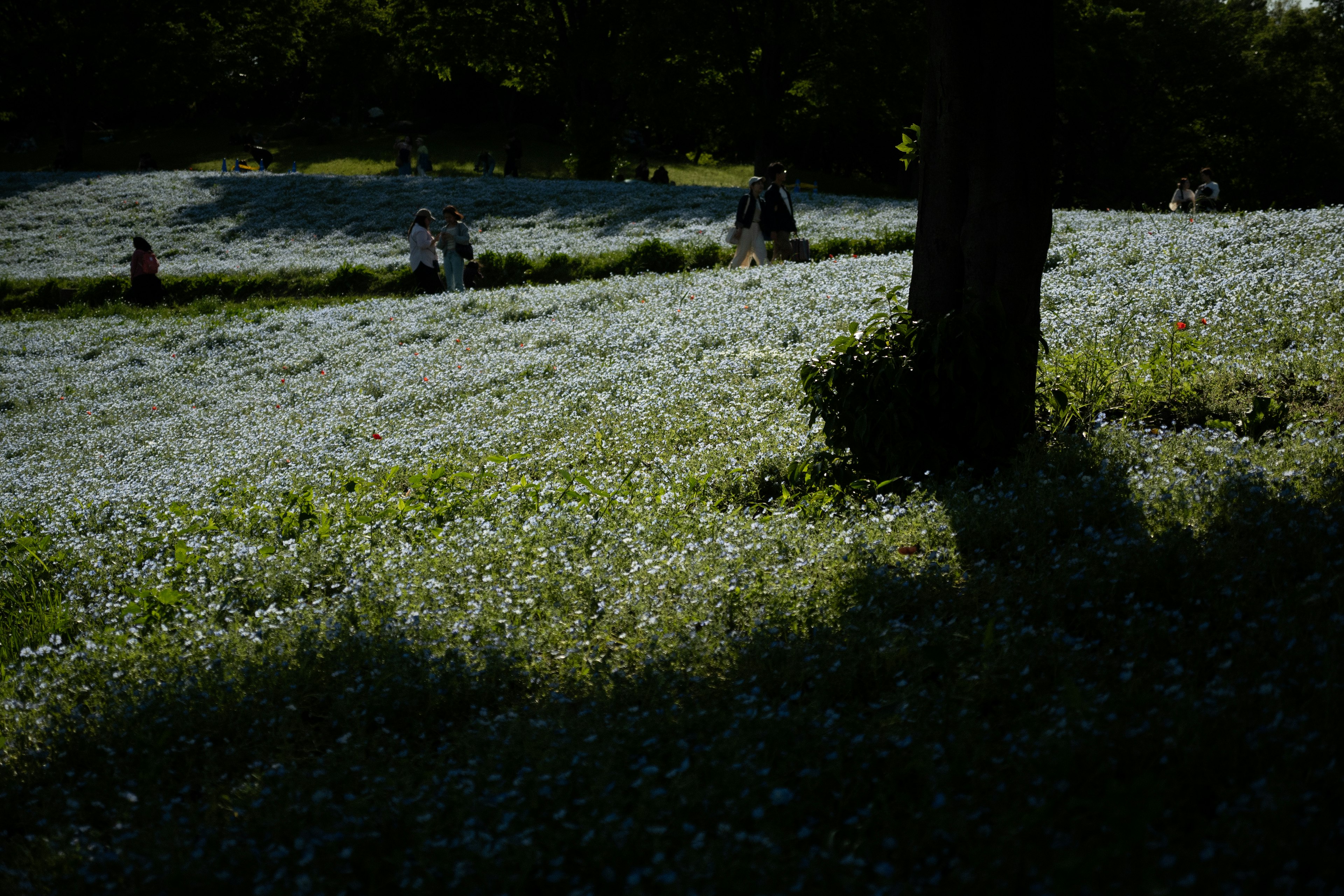 青い花が咲く広い草原に人々が散策している風景