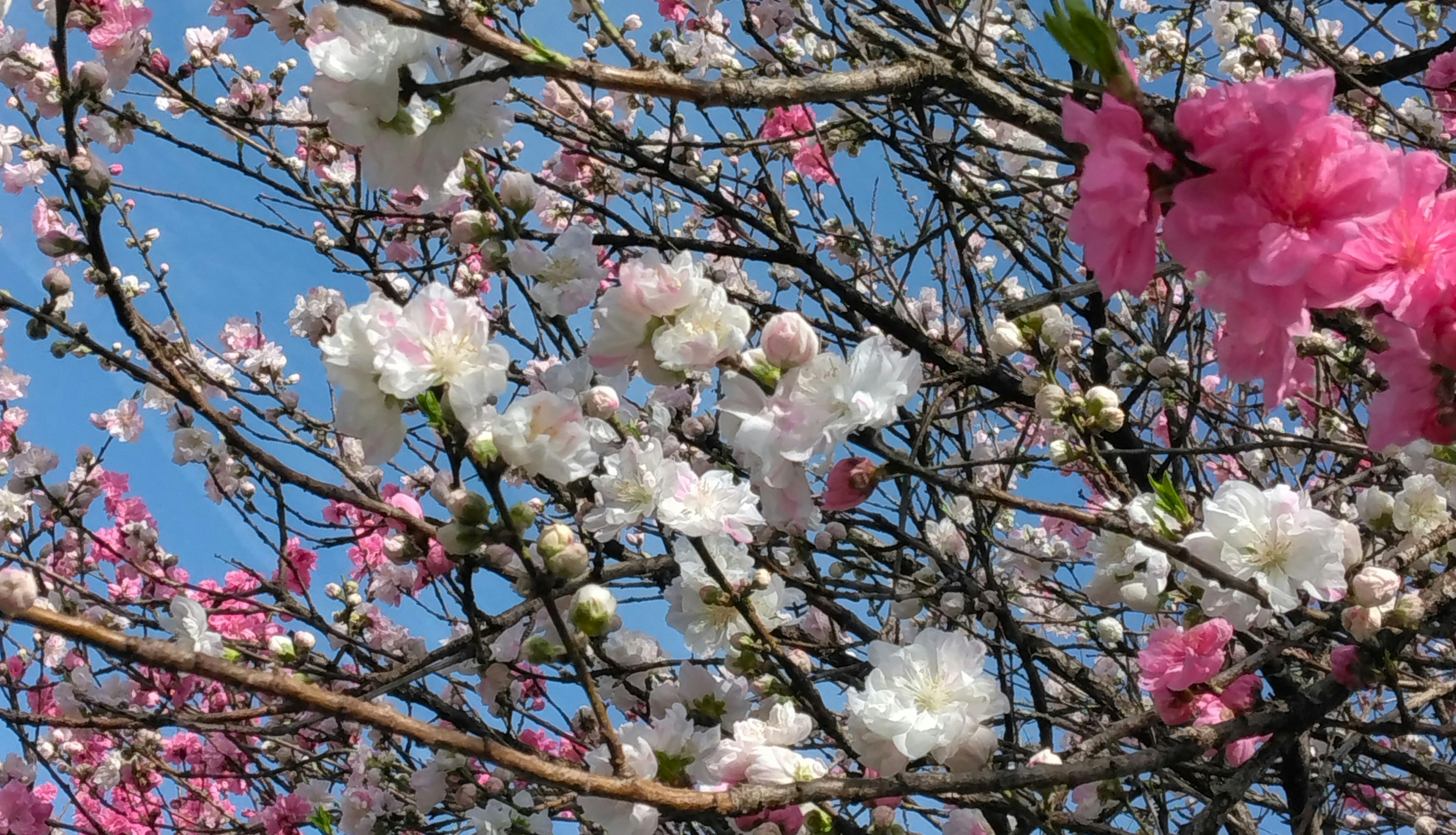 Flores de cerezo blancas y rosas floreciendo bajo un cielo azul