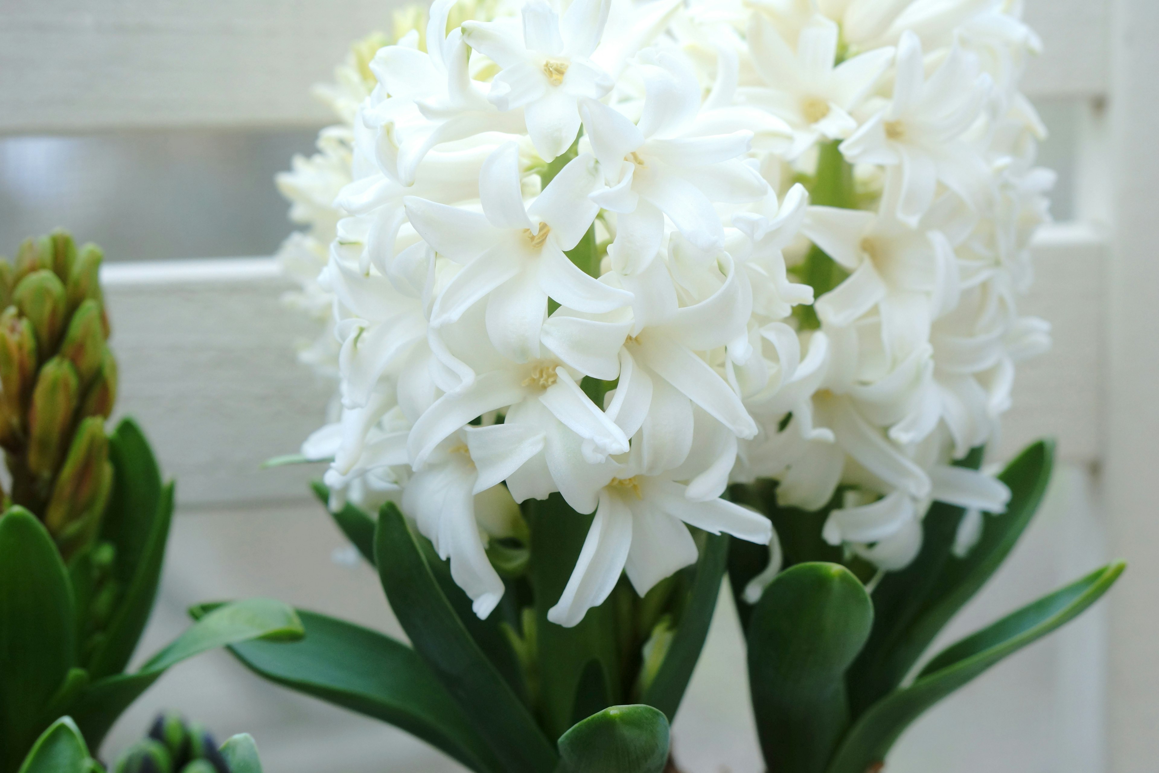 Flor de jacinto blanco en flor con hojas verdes