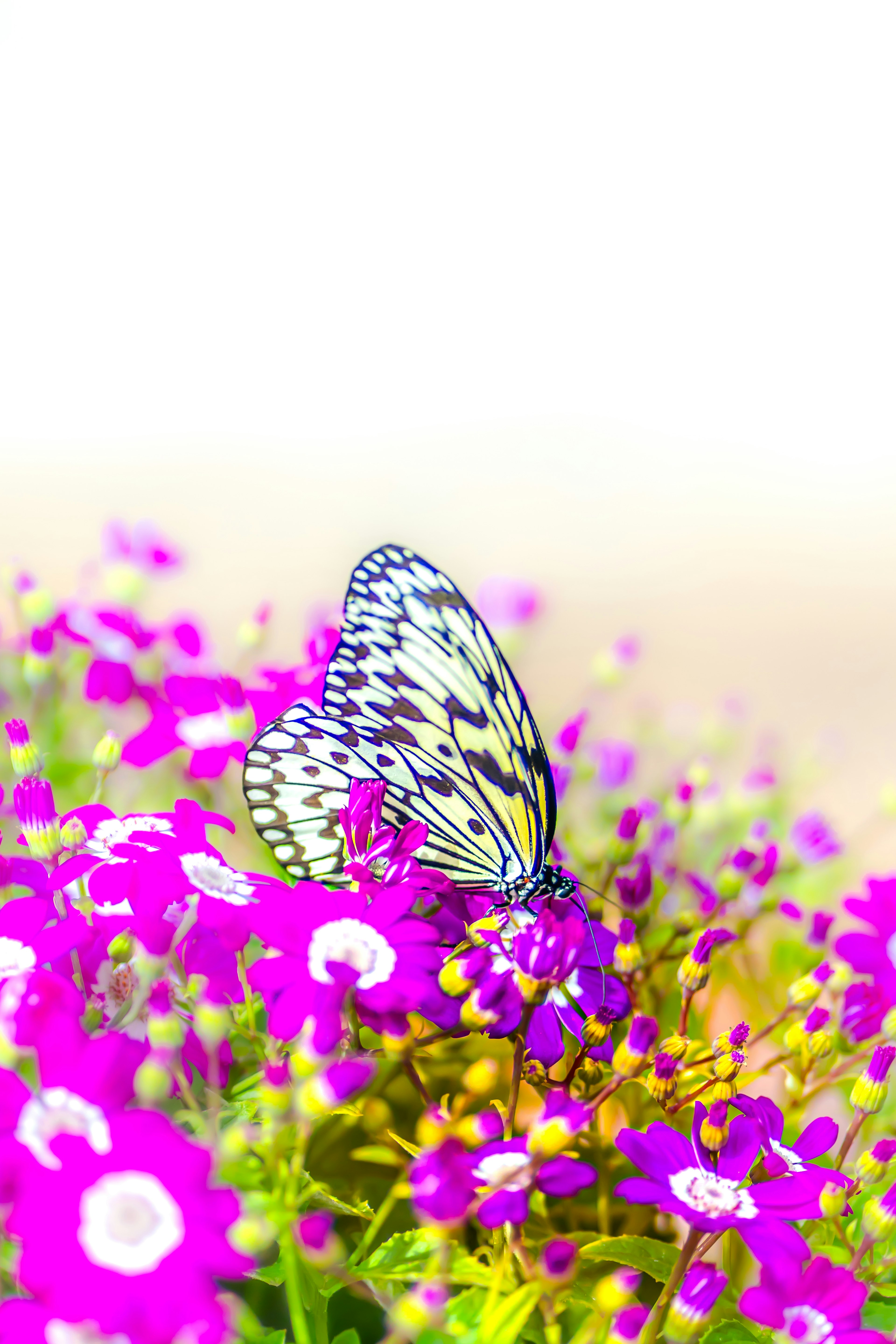 Ein Schmetterling mit schwarz-weißen Mustern, der auf lebhaften lila Blumen sitzt