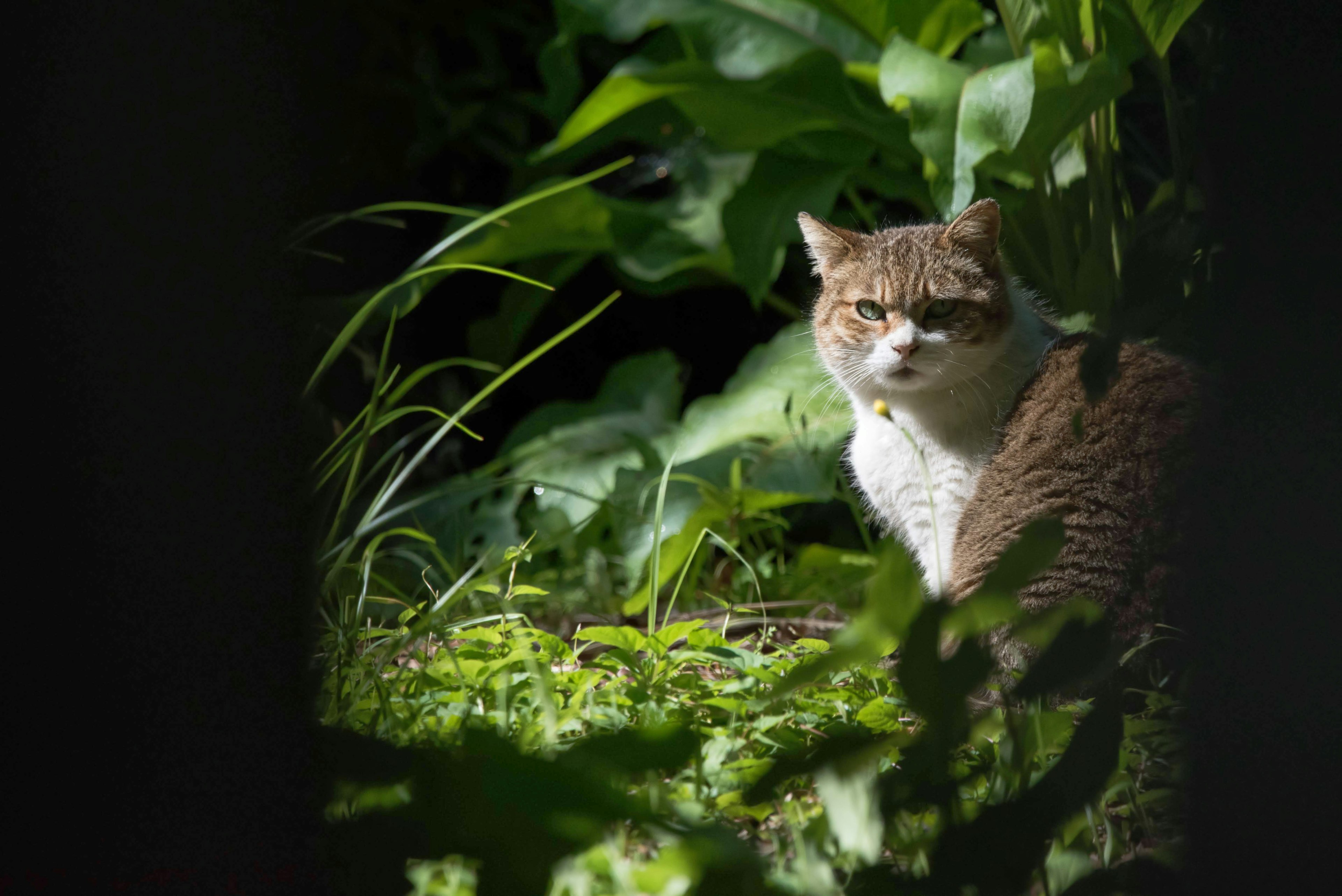 Un gatto parzialmente nascosto tra la vegetazione verde vibrante