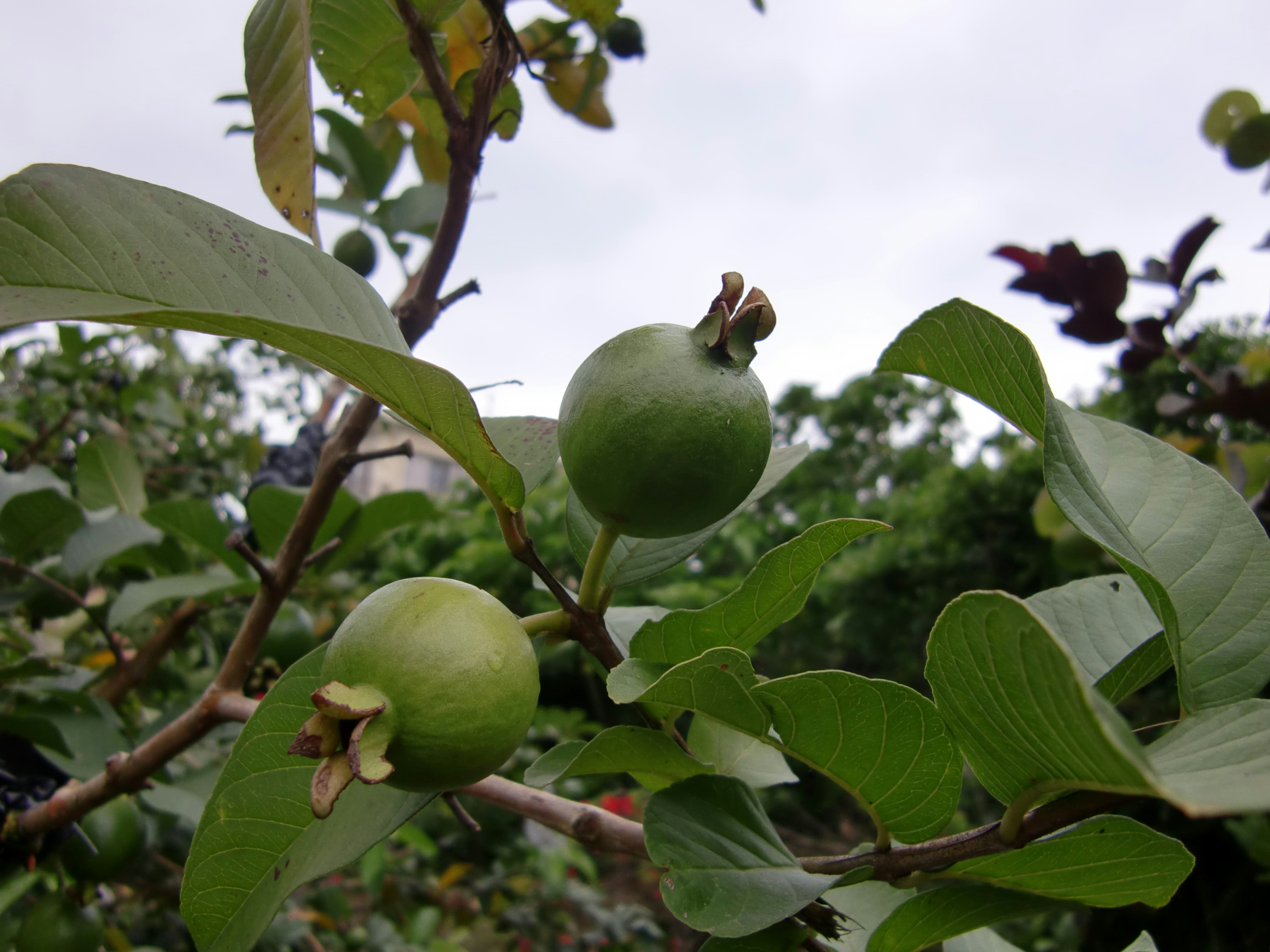 Rama de un árbol de guayaba con frutos jóvenes y hojas verdes