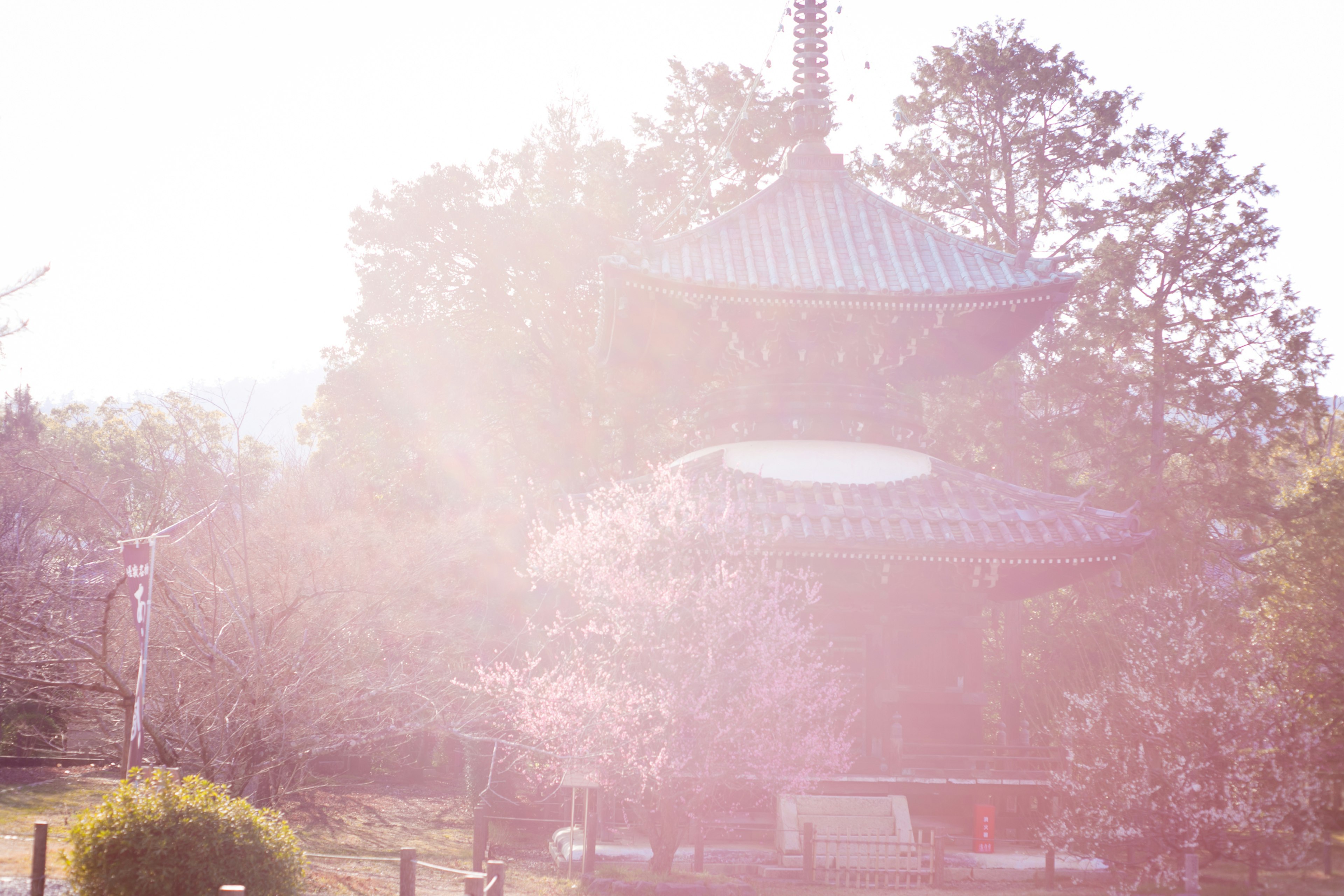 Temple japonais entouré de cerisiers en fleurs sous la lumière du printemps