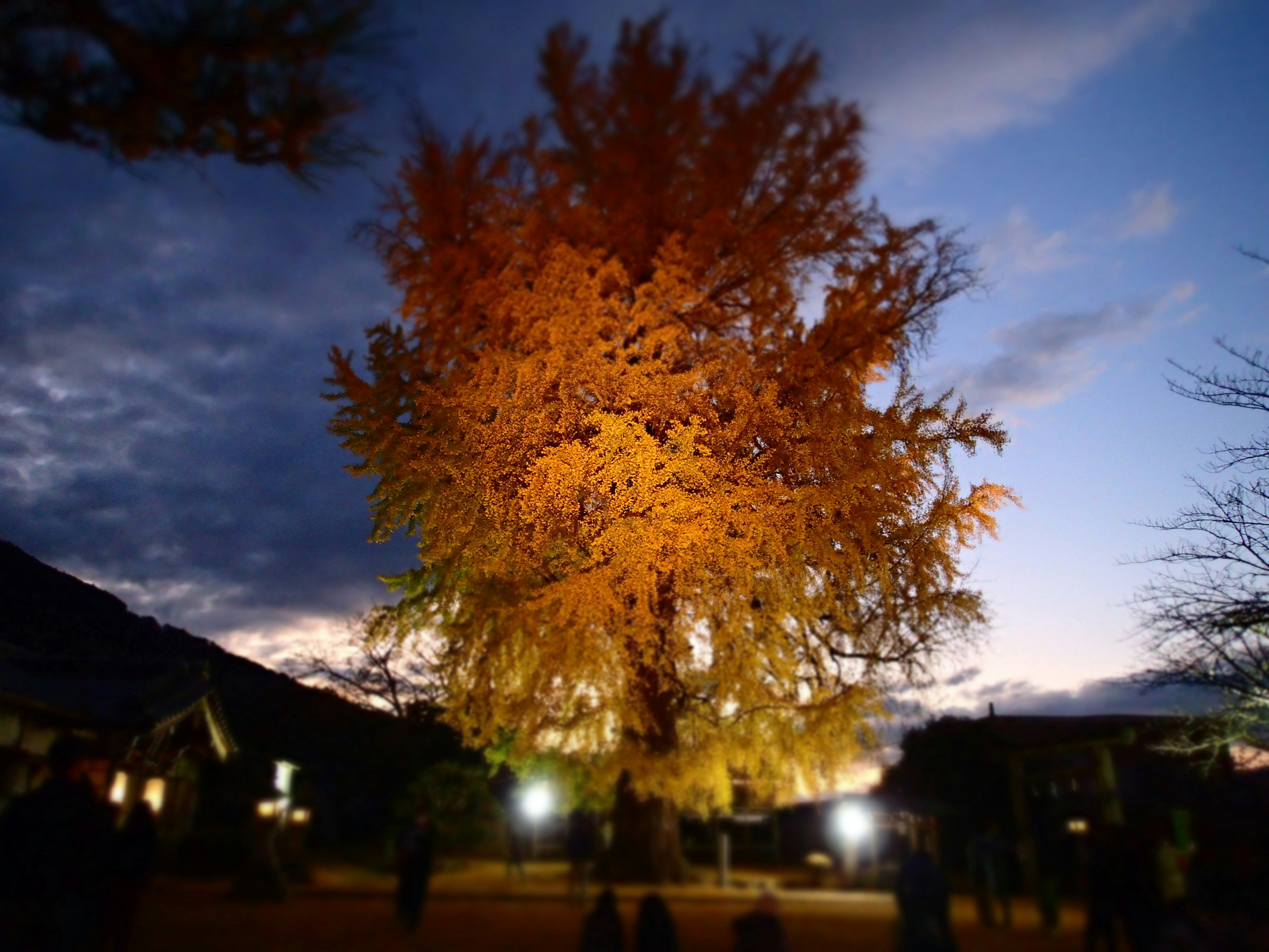 Cây ginkgo lớn phát sáng màu cam trong buổi hoàng hôn