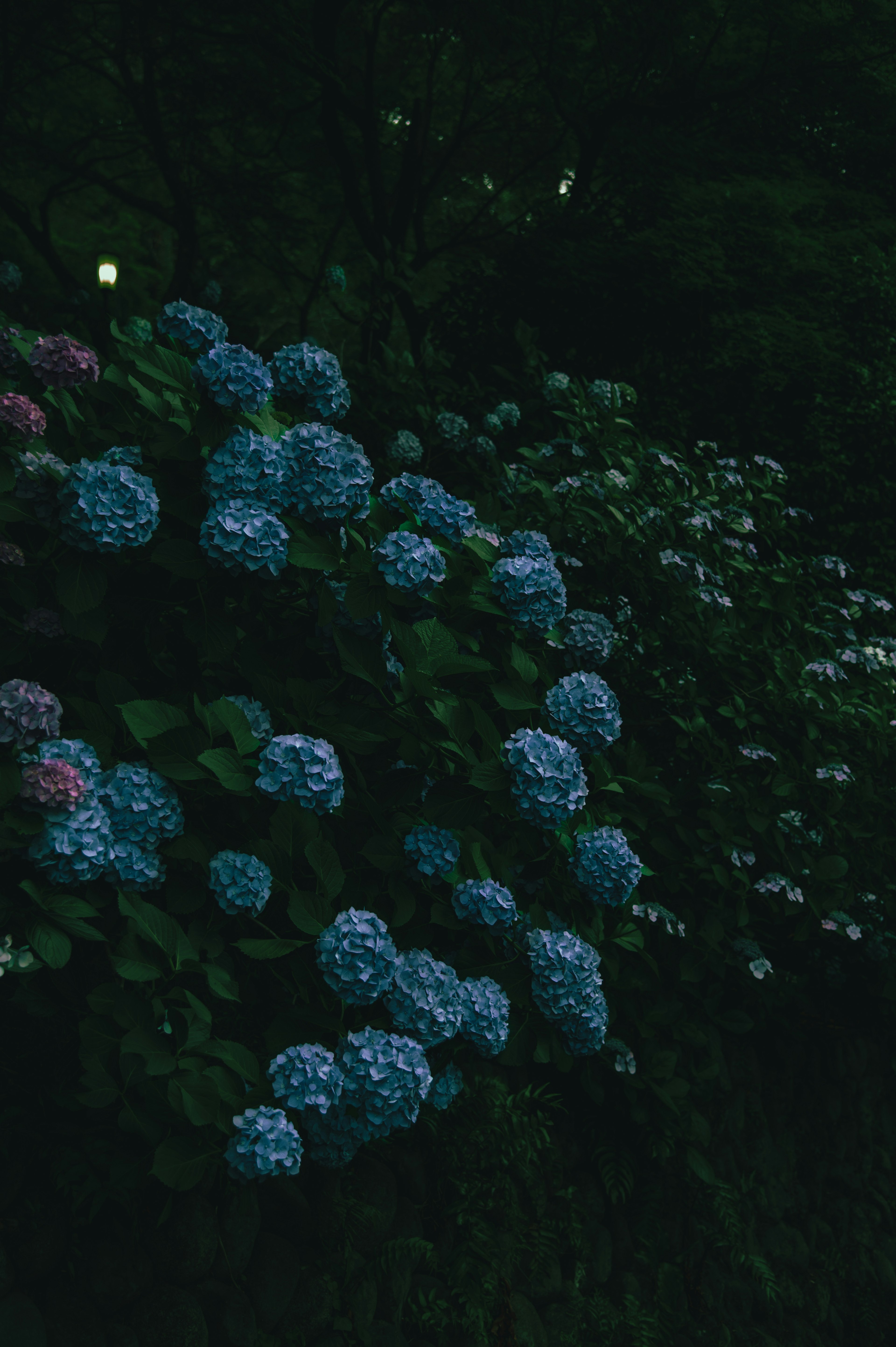 Blue hydrangea flowers blooming against a dark background