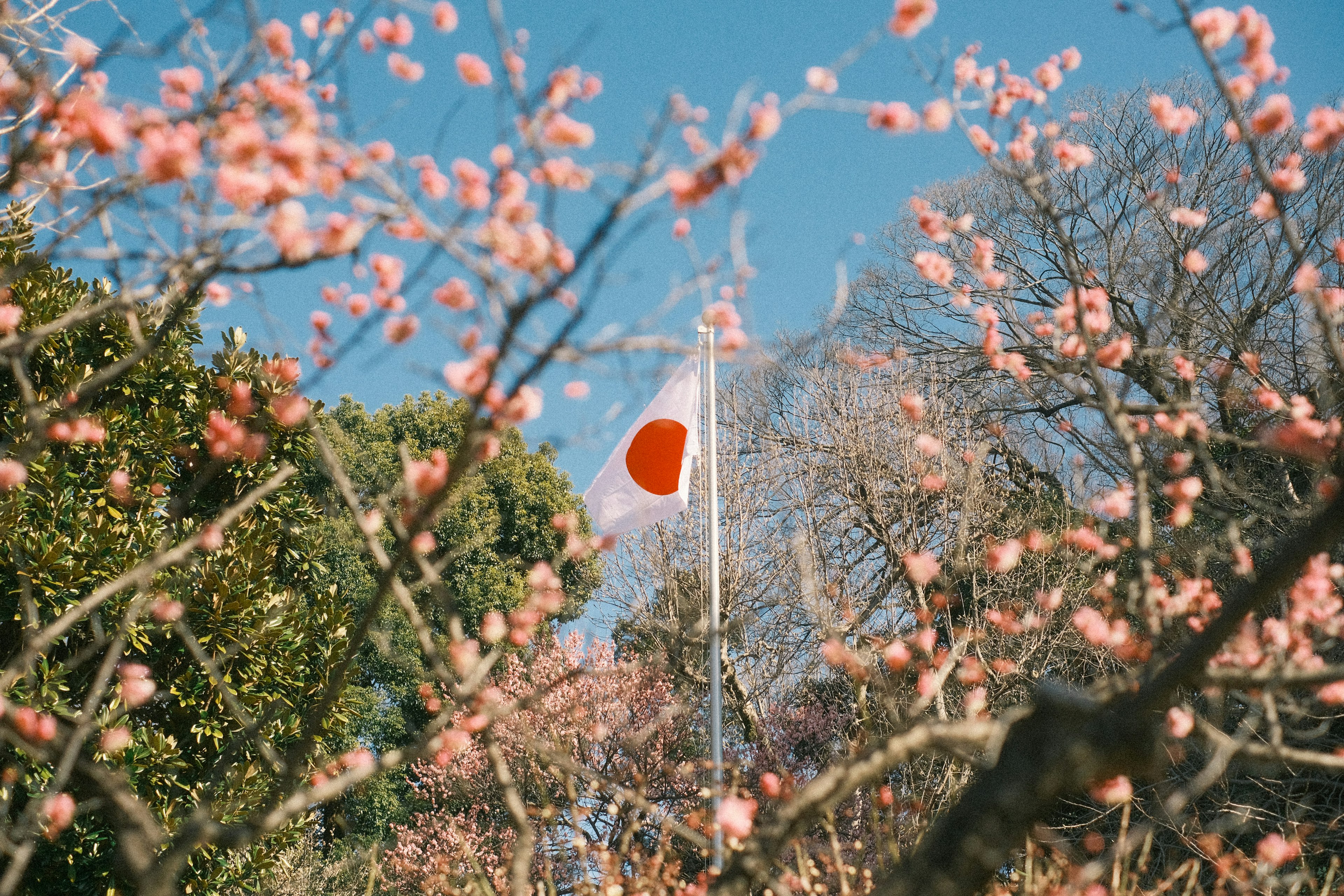 Malersiche Ansicht von Kirschblüten mit der japanischen Flagge im Hintergrund