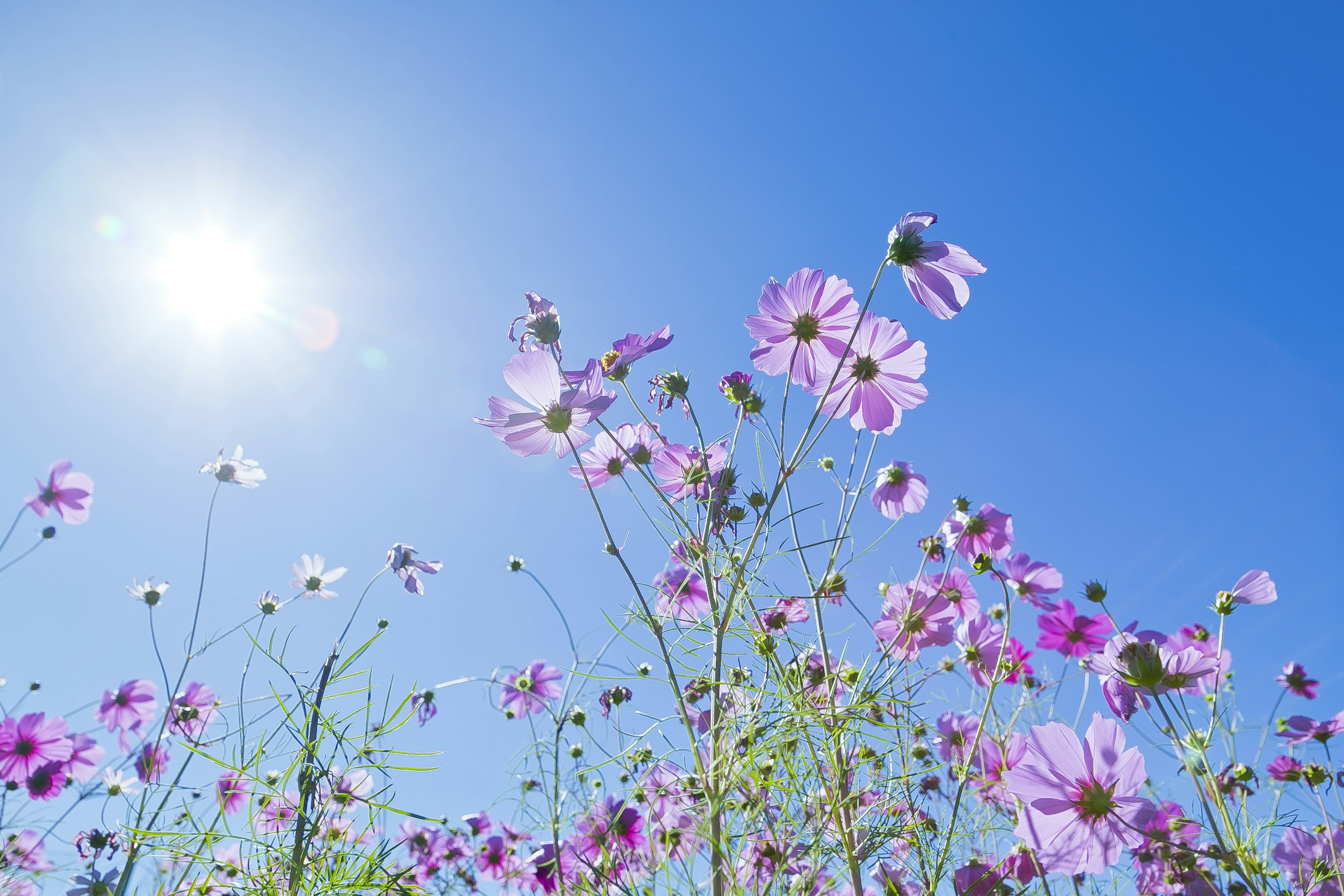 Fiori viola che sbocciano sotto un cielo blu chiaro con luce solare