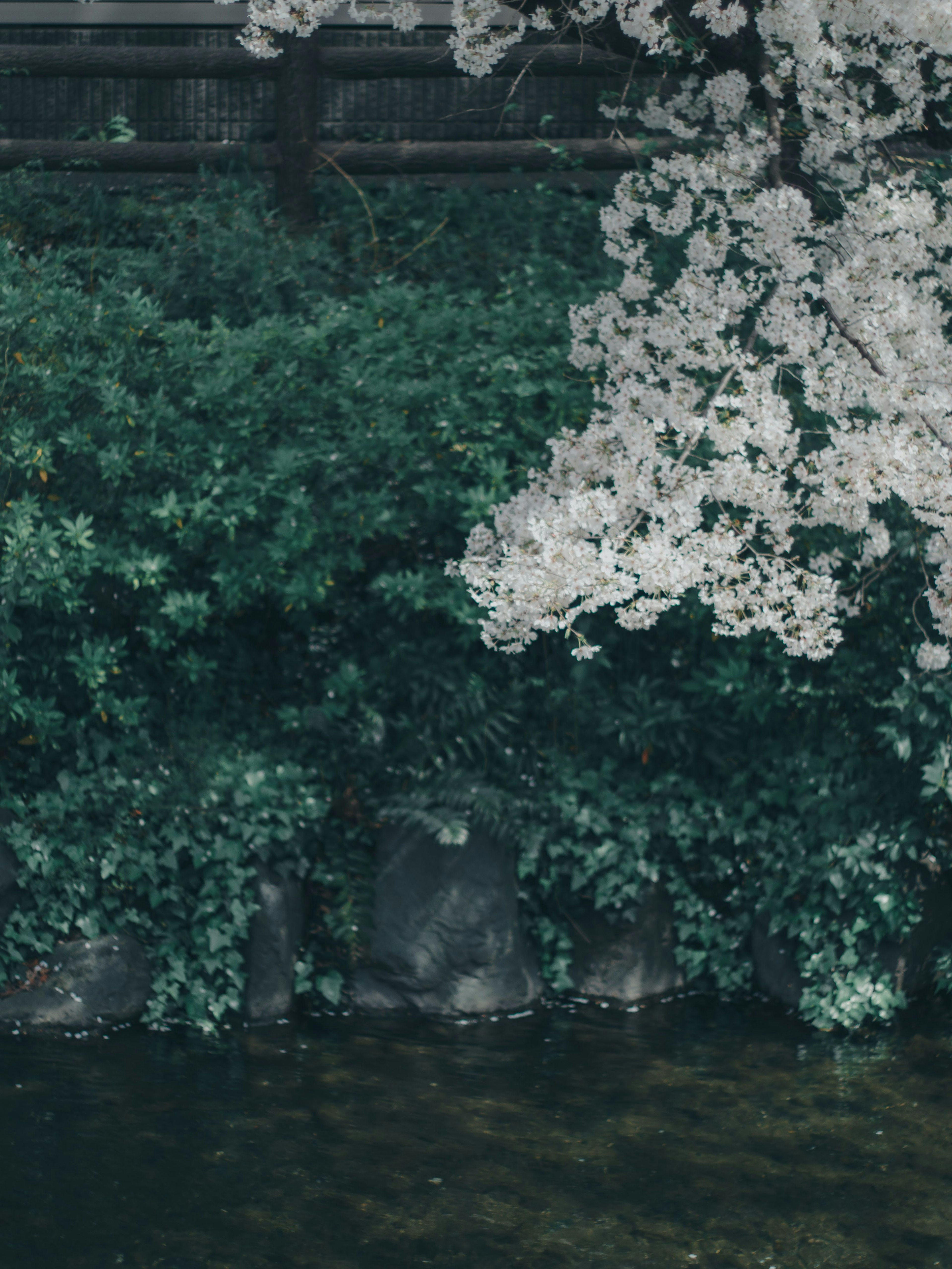 水中倒映的绿色叶子和白色花朵的宁静景观