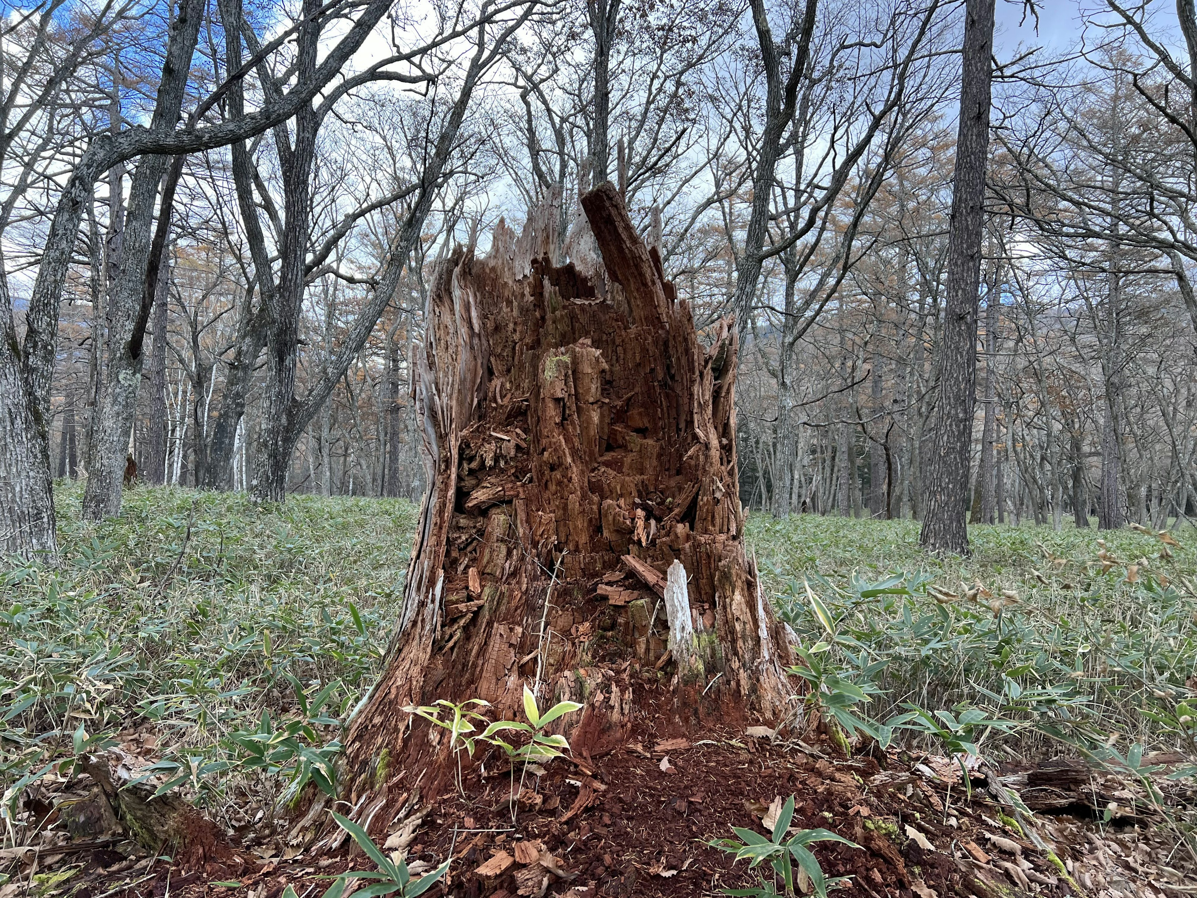 Tocón de árbol en un bosque con nuevos brotes