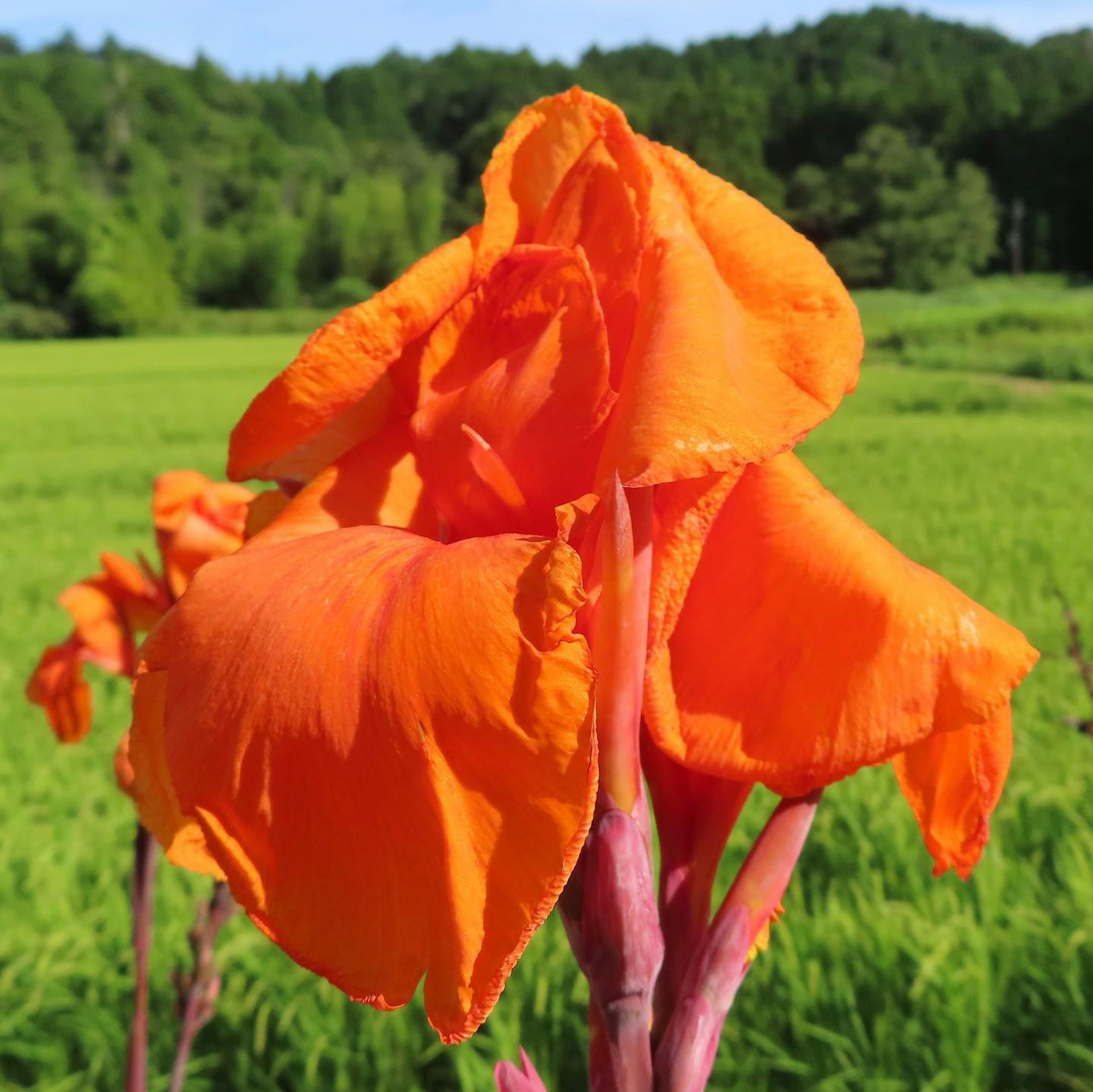 鮮やかなオレンジ色の花が緑の背景に咲いている