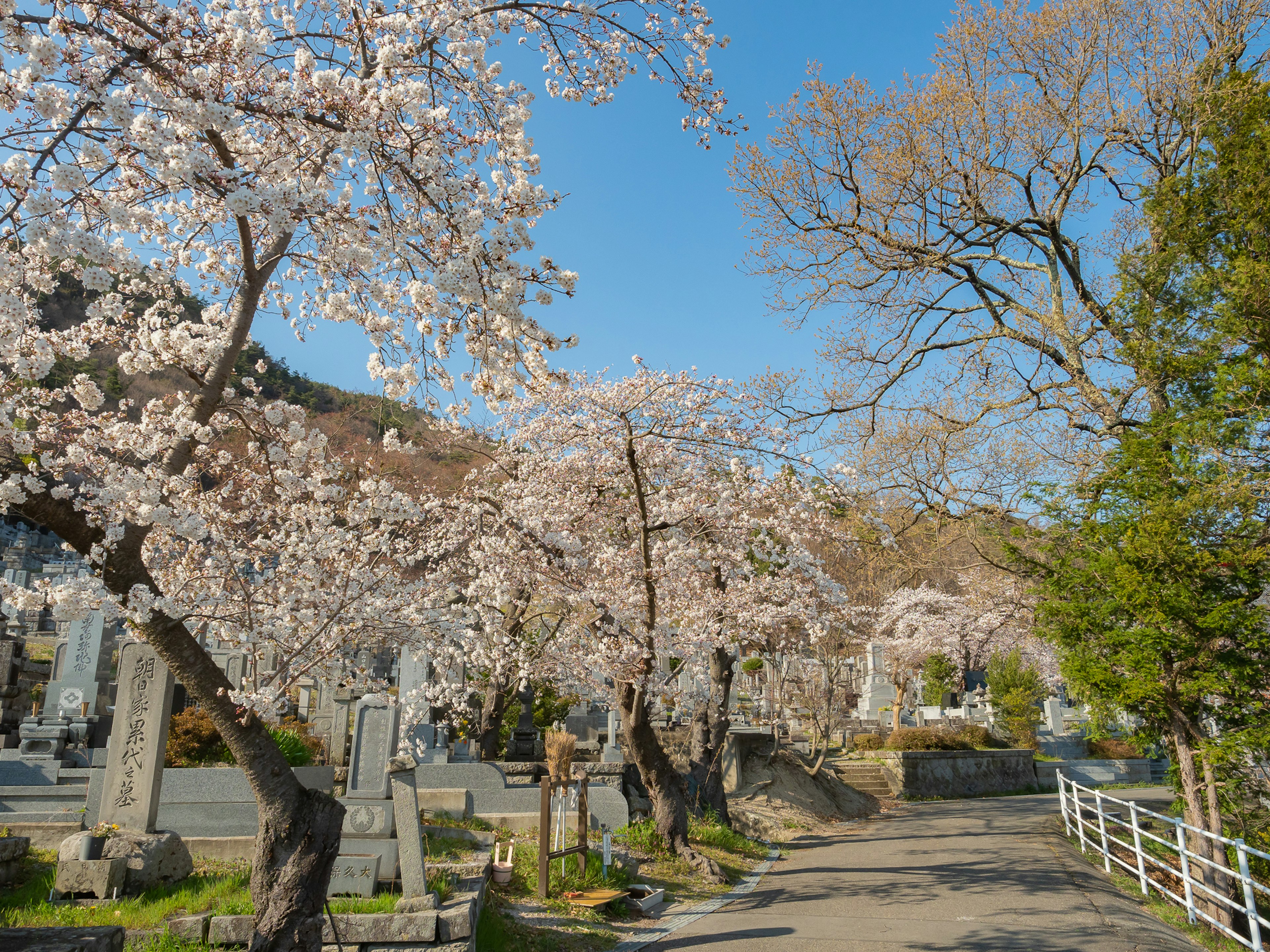 Chemin bordé d'arbres en fleurs et ciel bleu clair