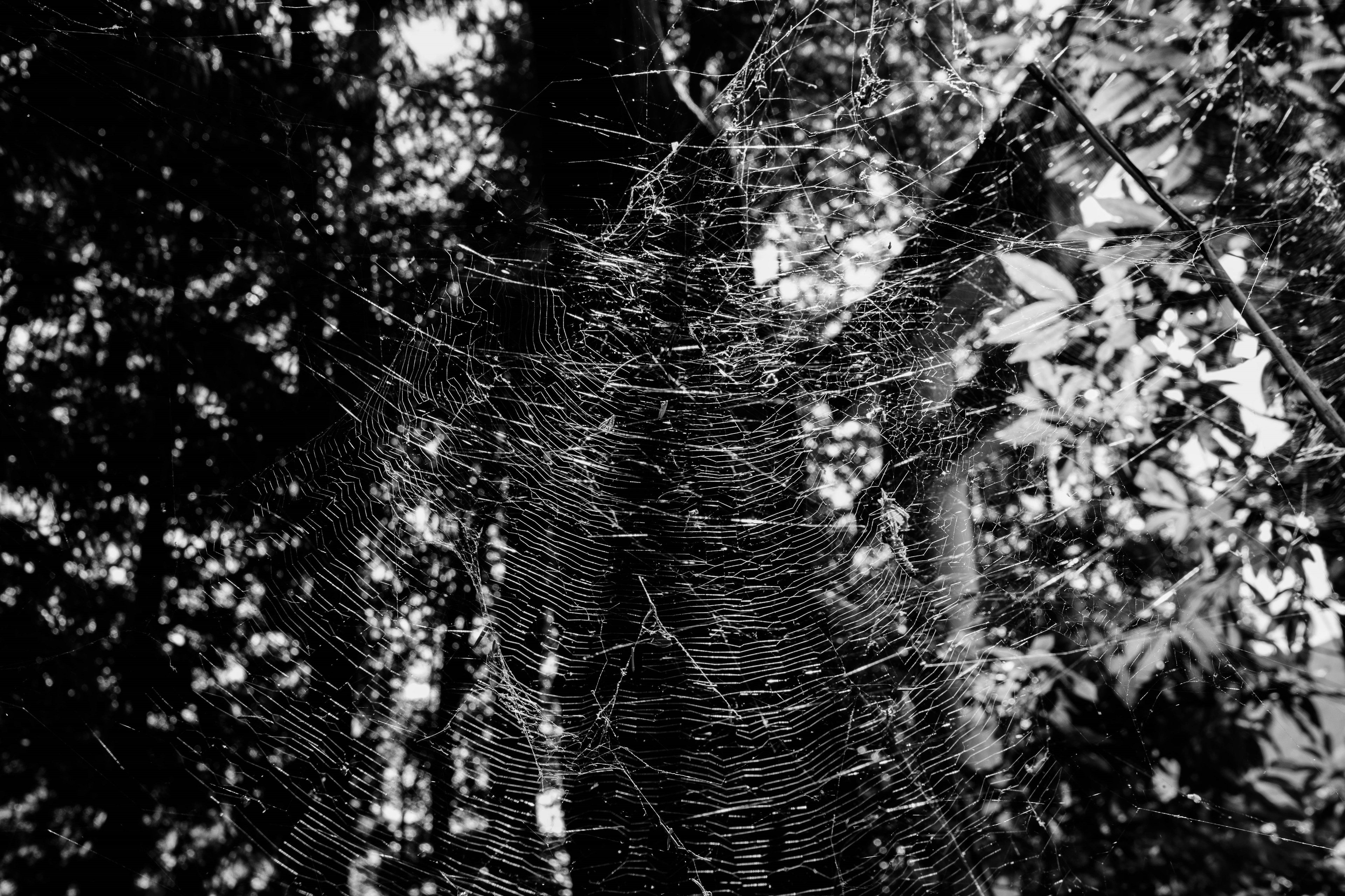 Image en noir et blanc d'une toile d'araignée avec des silhouettes d'arbres en arrière-plan