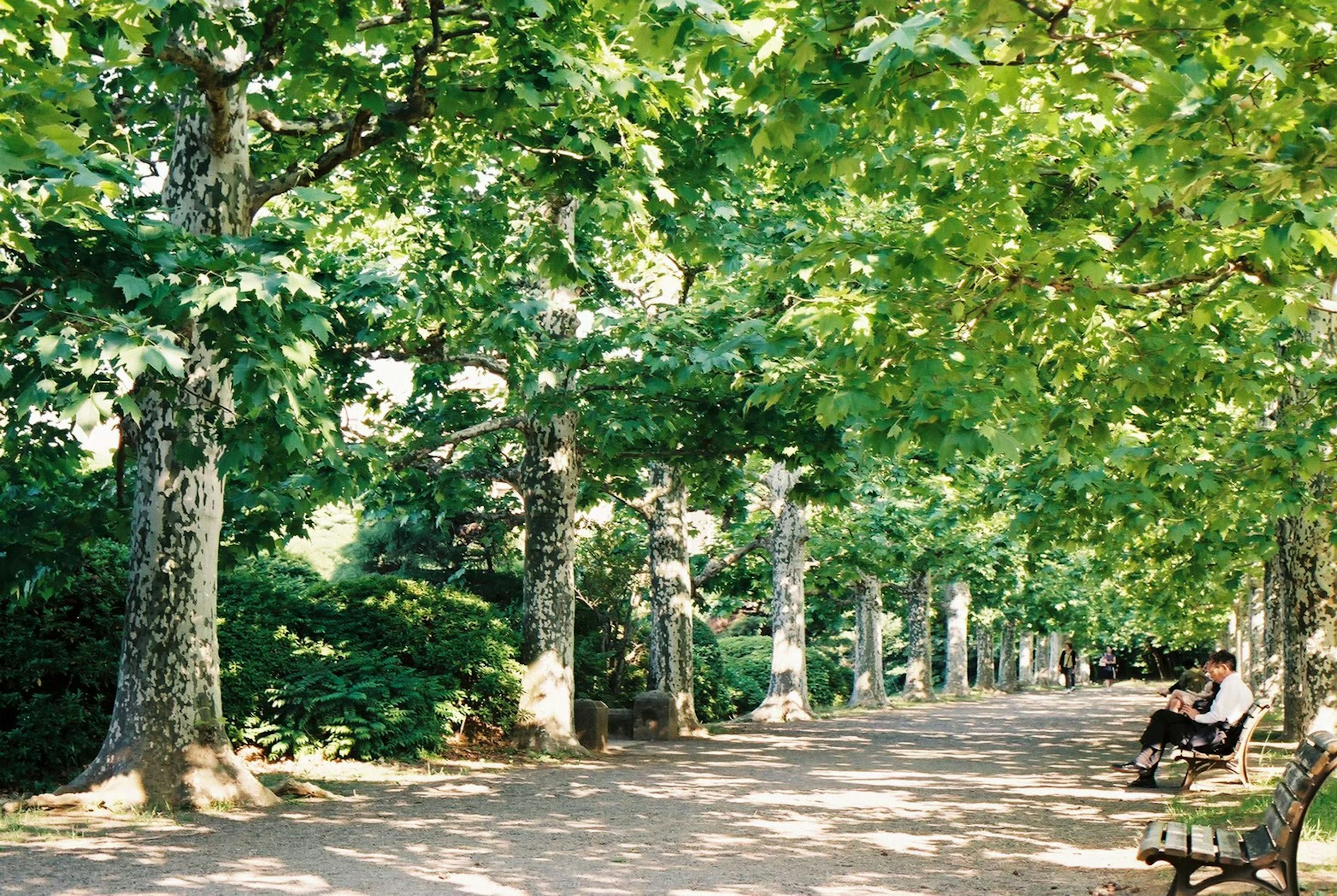 緑の木々が並ぶ公園の小道に沿ったベンチ