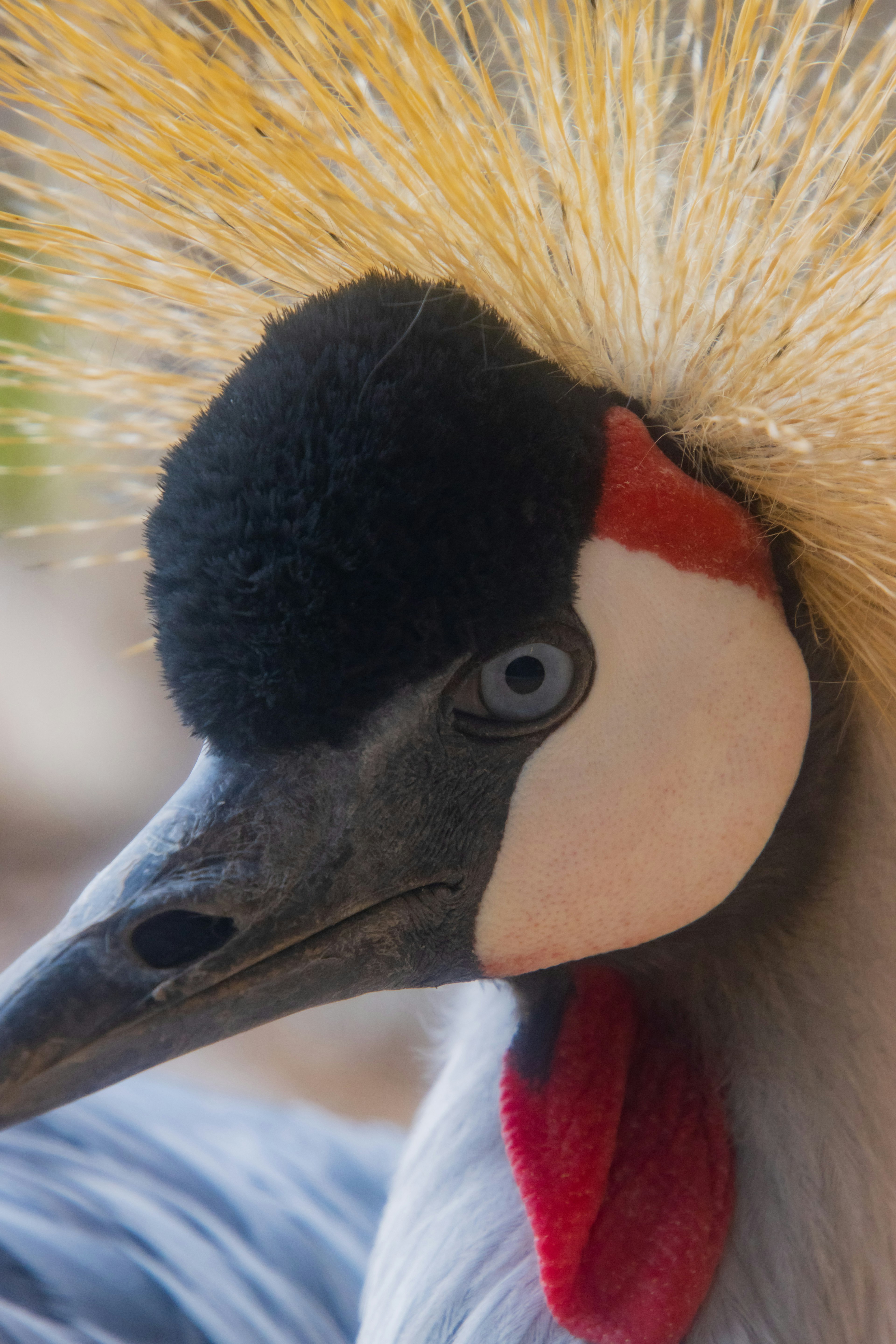 Primer plano de una hermosa grulla con una corona negra y plumas doradas