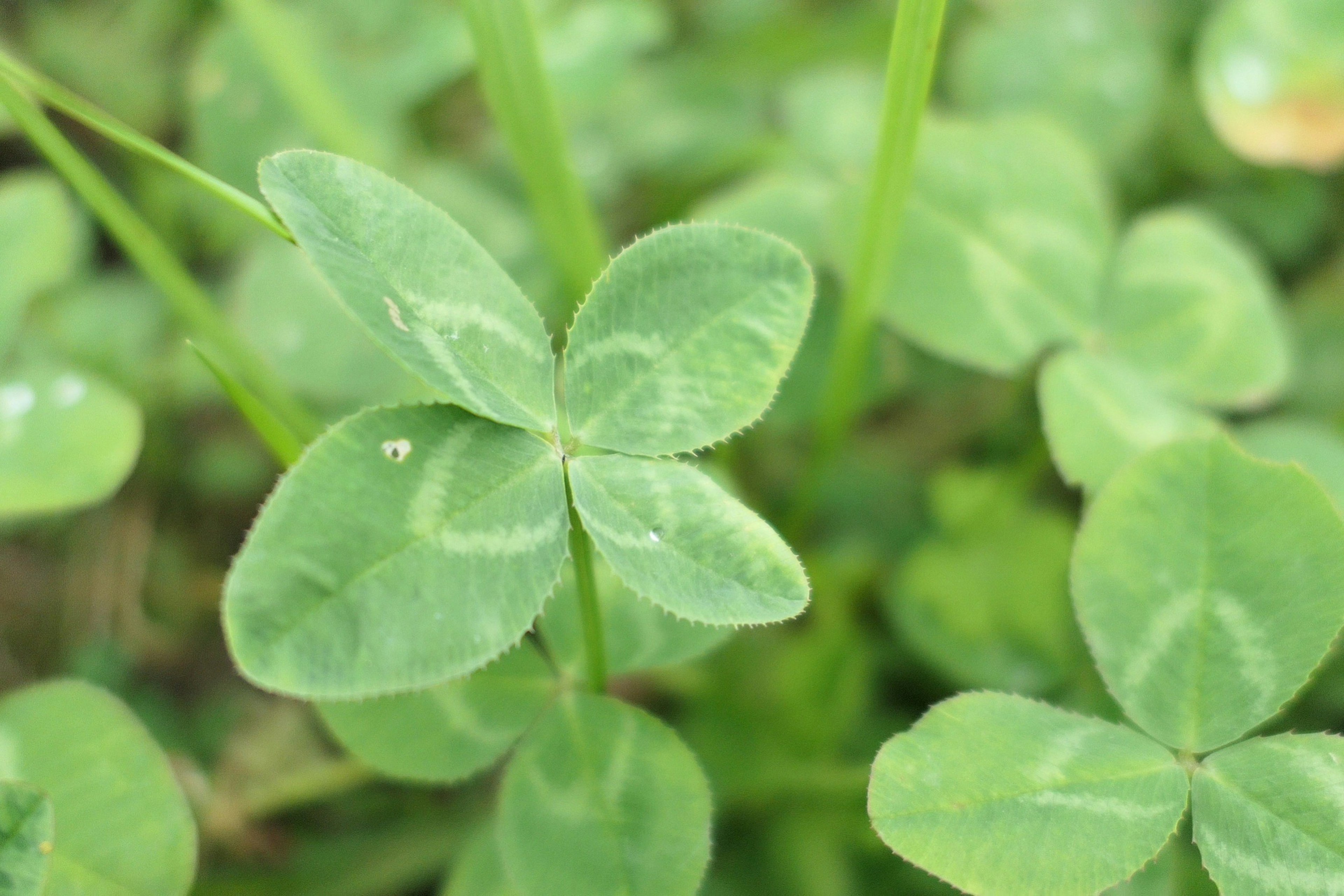 Trèfle à quatre feuilles vert avec un fond herbeux