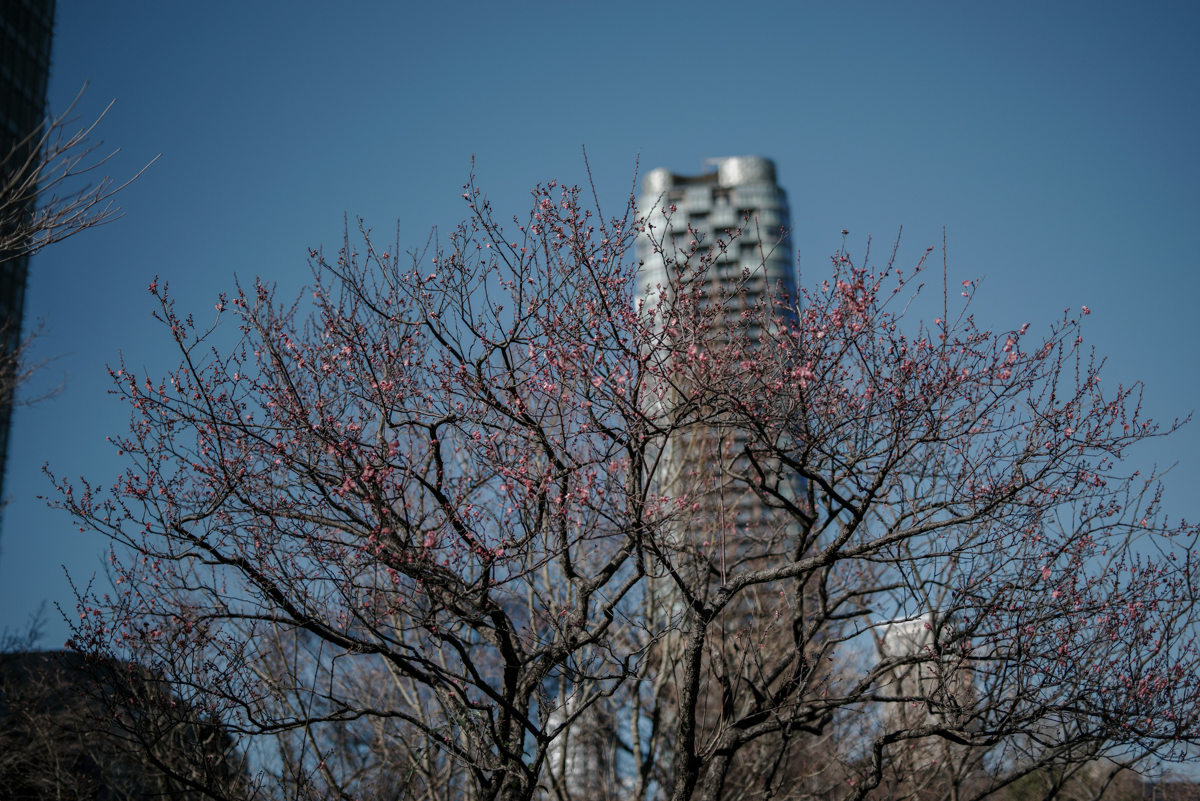 Arbre en fleurs de cerisier devant un grand bâtiment