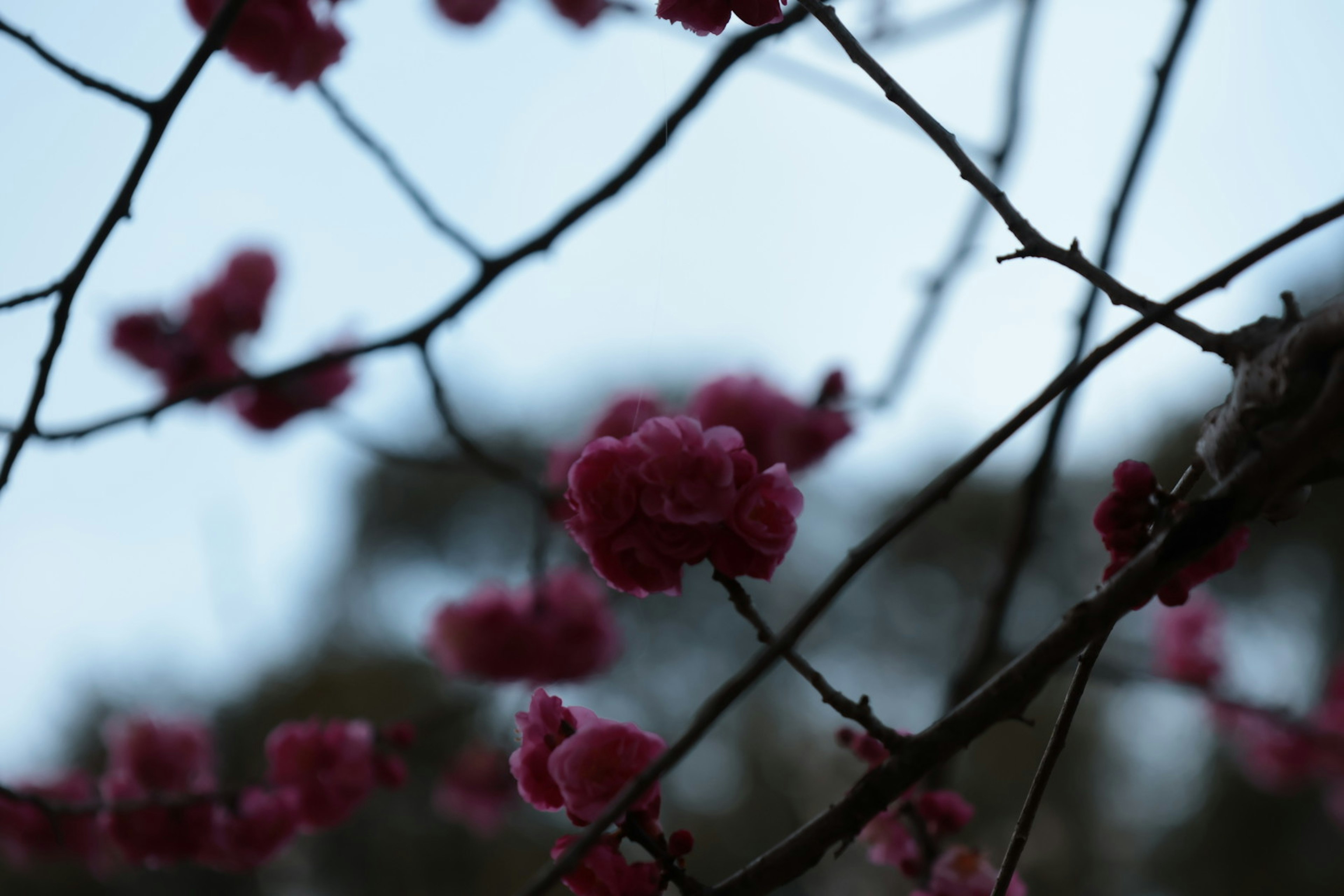 薄暗い青空の下に咲くピンクの花と枝