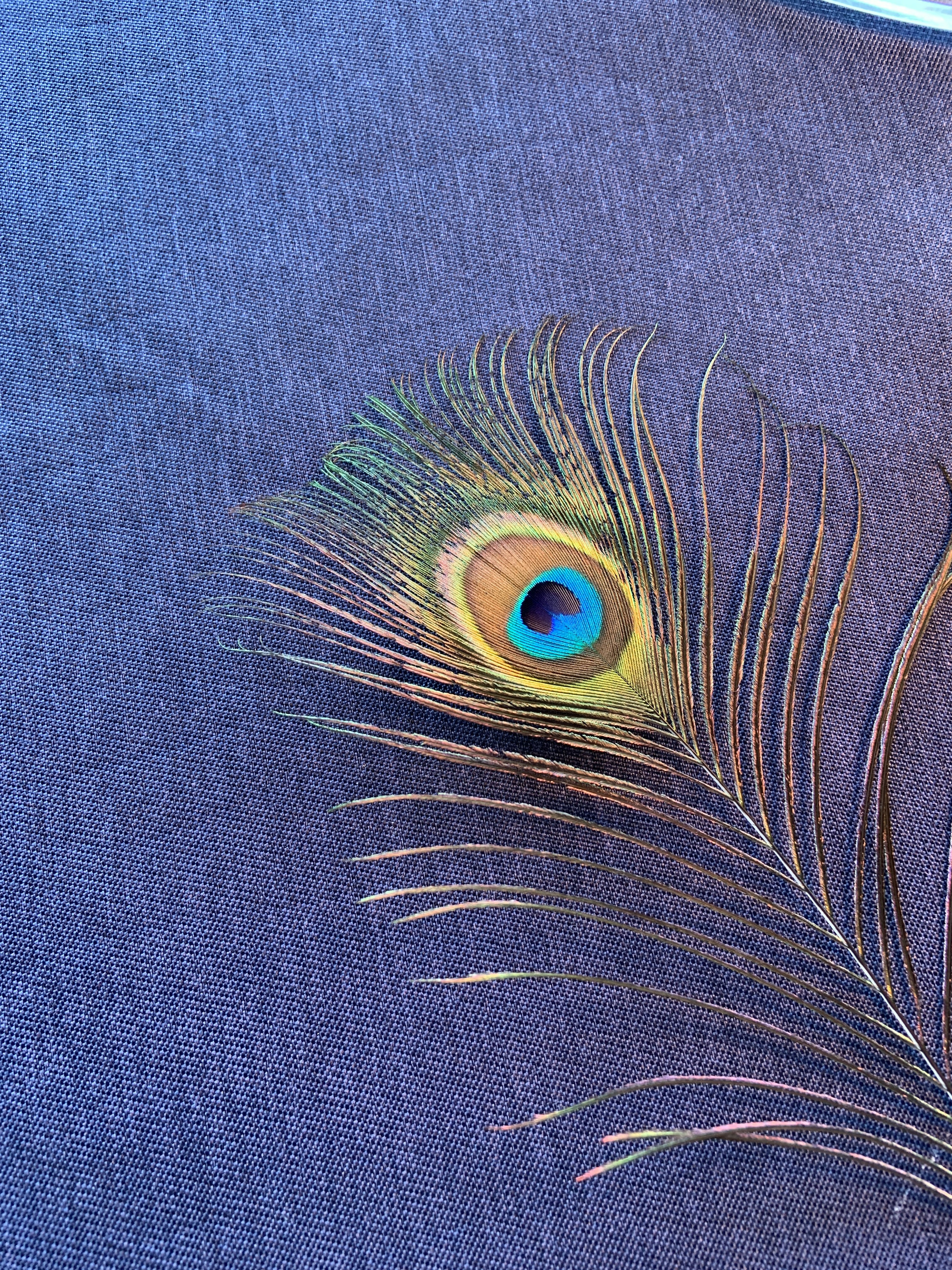 Detailed image of a peacock feather with a blue eye