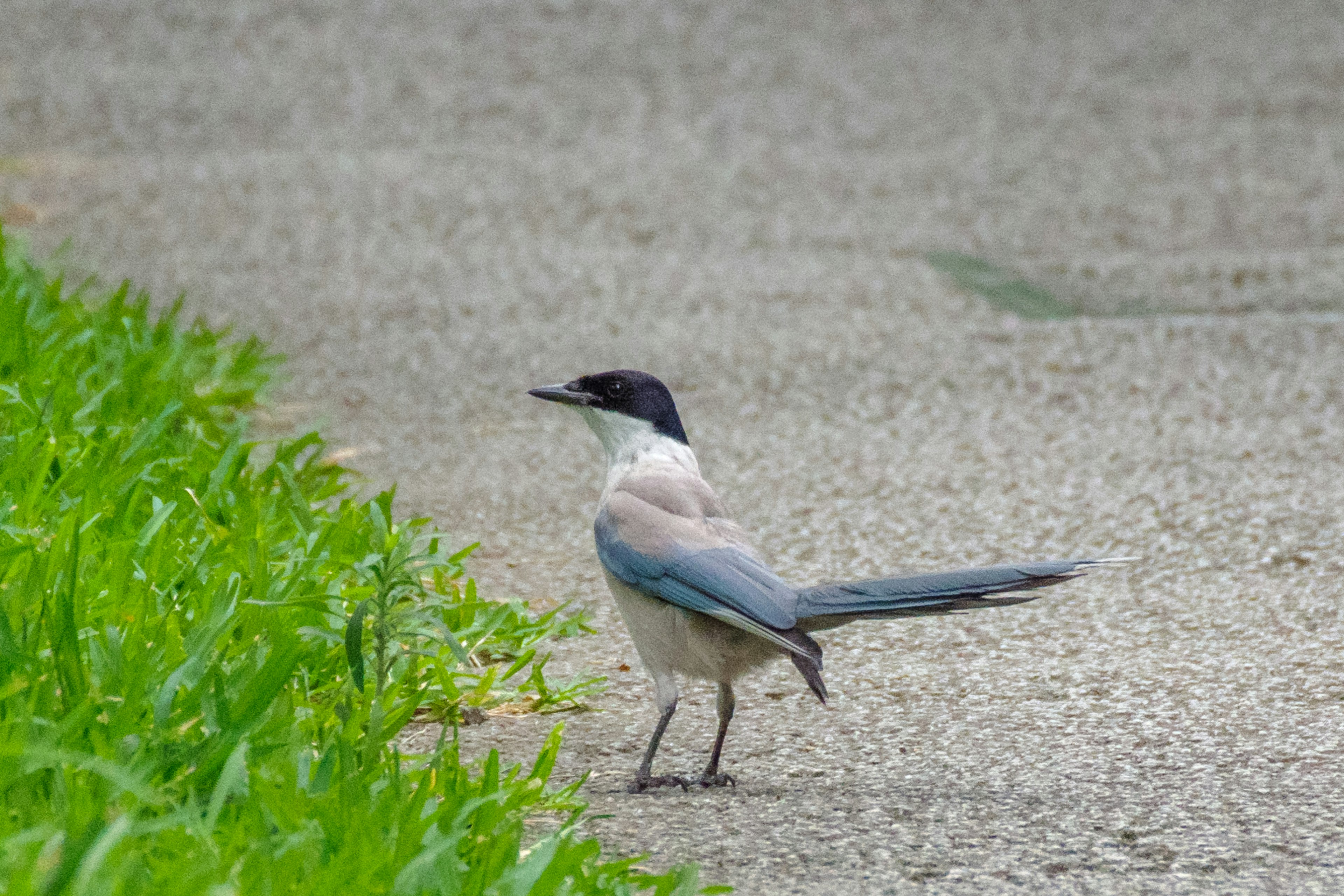 Un oiseau avec des plumes grises et une tête noire se tenant près de l'herbe