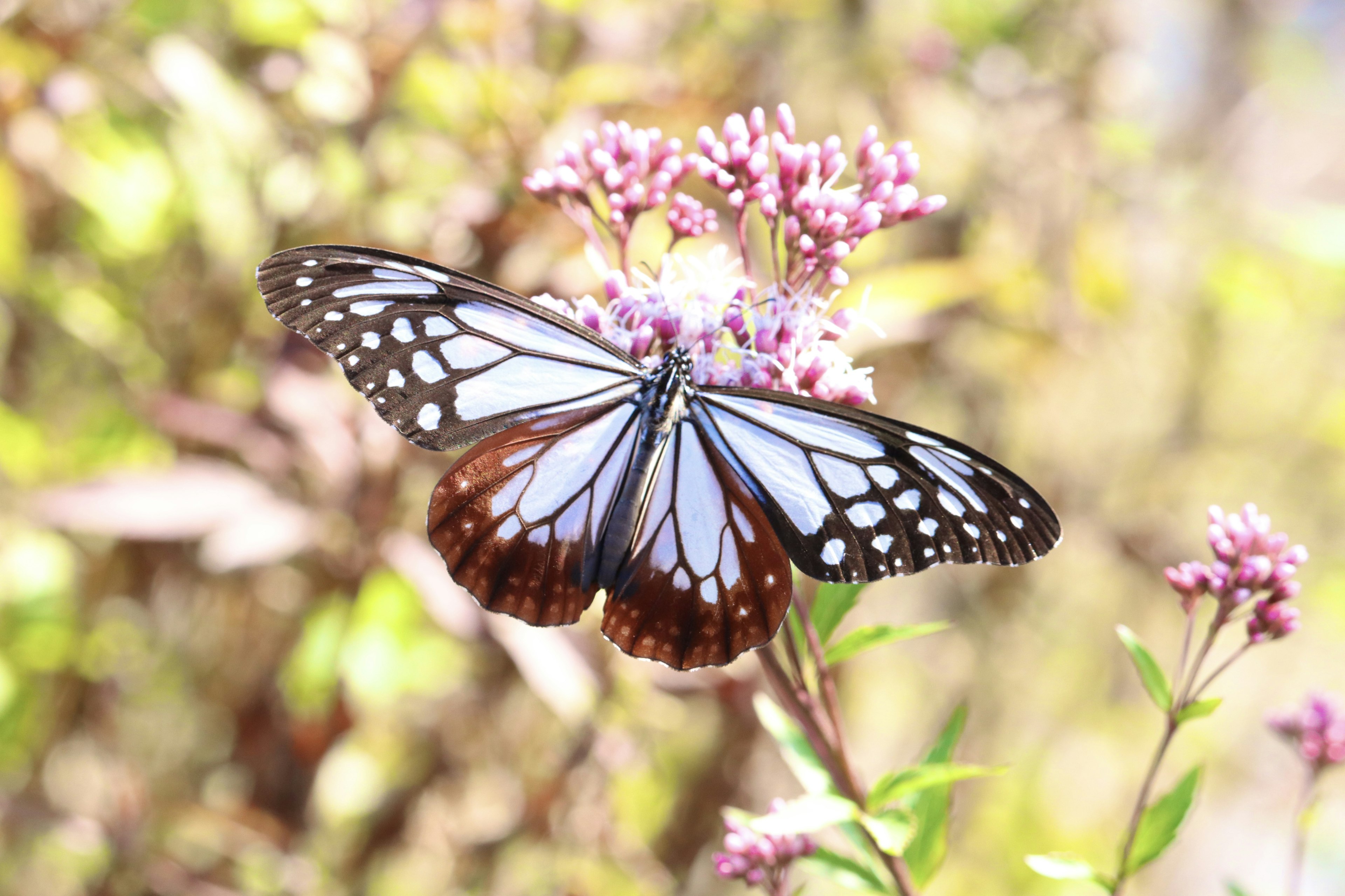 A vibrant butterfly resting on flowers in a beautiful setting