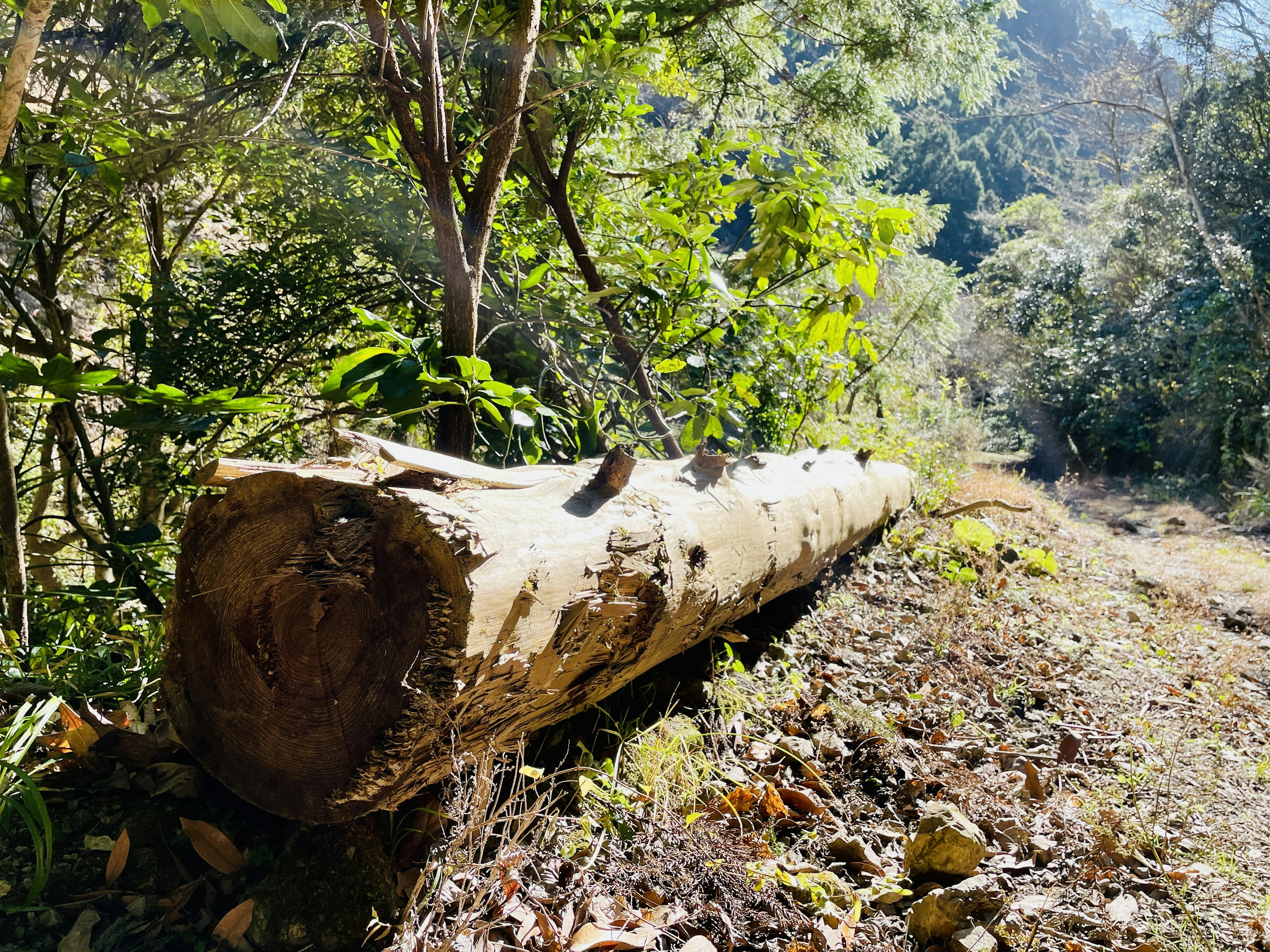 Un grande tronco disteso nella foresta circondato da vegetazione